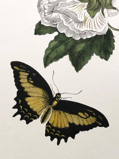 Maria Sibylla Merian - P. Sluyter - Hibiscus flowers and swallowtail Nr. 31