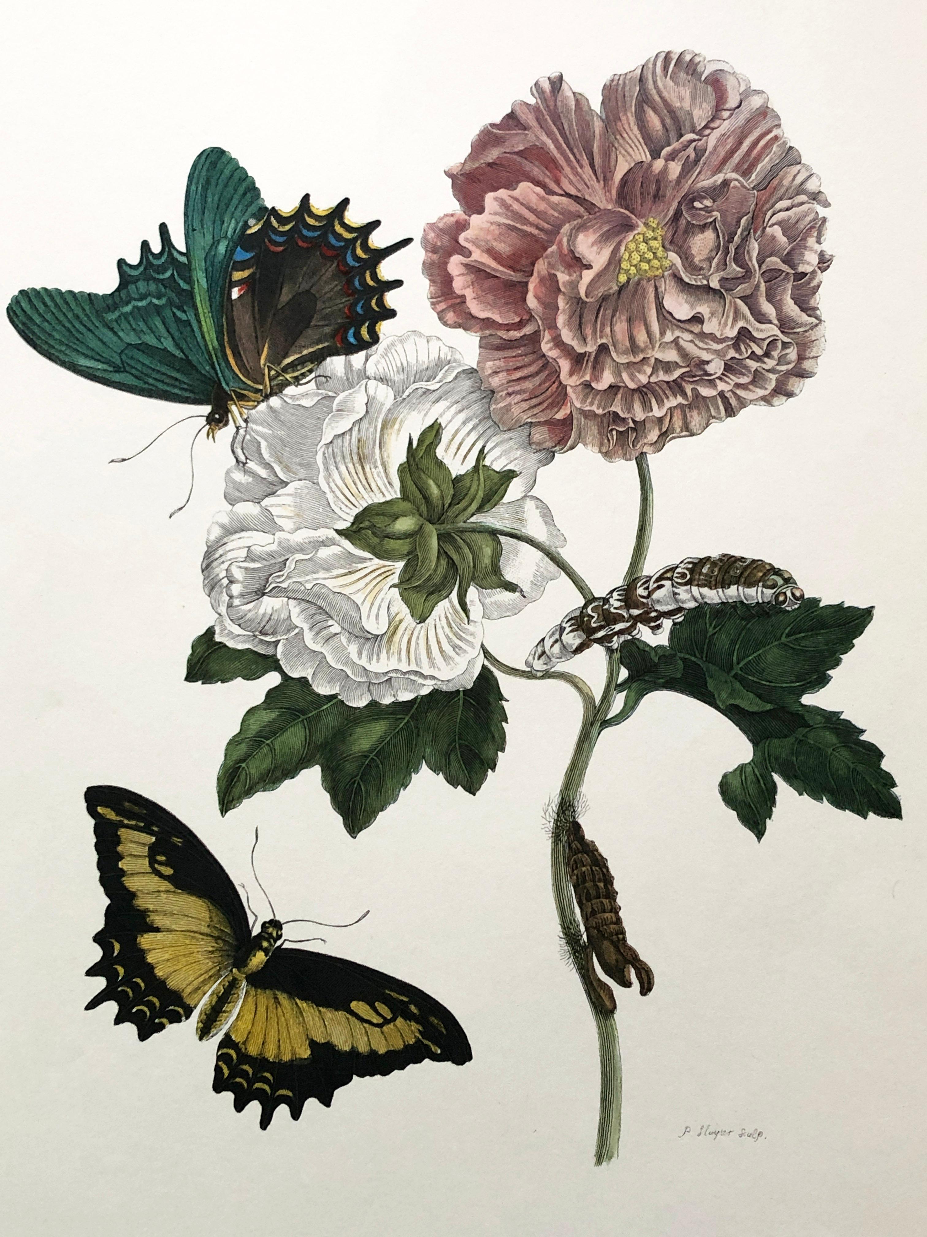 Other Maria Sibylla Merian - P. Sluyter - Hibiscus flowers and swallowtail Nr. 31 For Sale