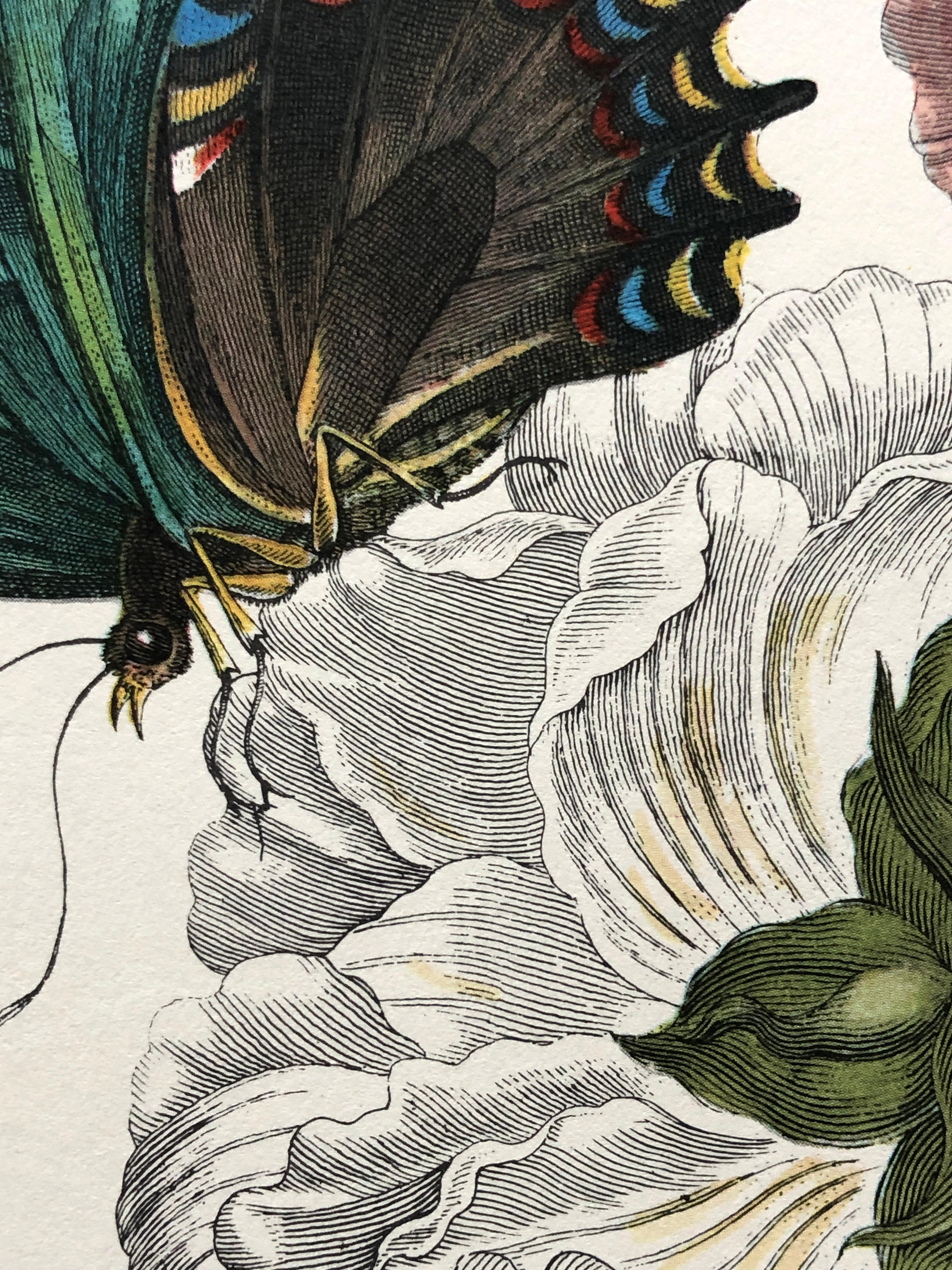 Dutch Maria Sibylla Merian - P. Sluyter - Hibiscus flowers and swallowtail Nr. 31 For Sale