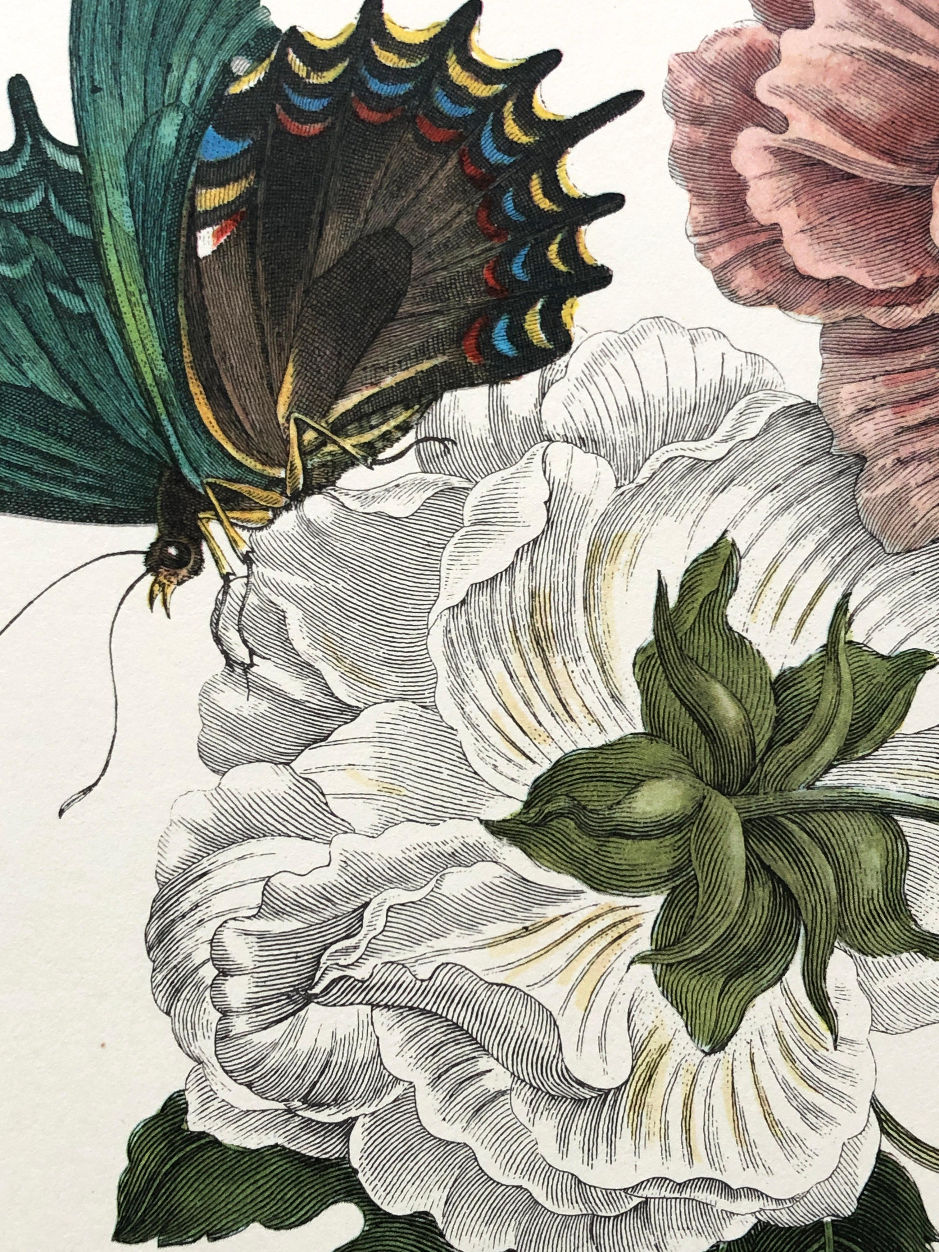 Other Maria Sibylla Merian - P. Sluyter - Hibiscus flowers and swallowtail Nr. 31 For Sale