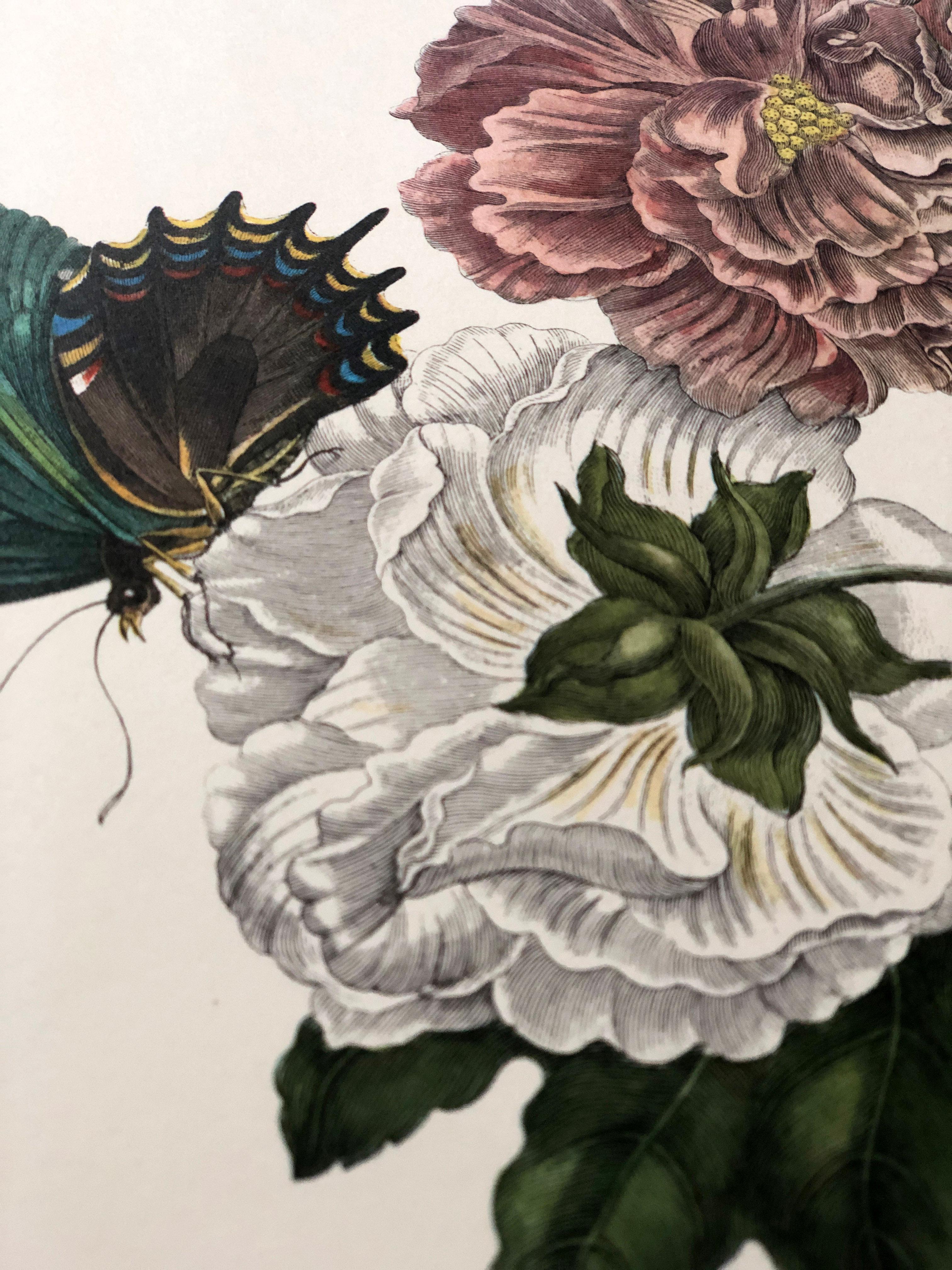 Maria Sibylla Merian - P. Sluyter - Hibiscus flowers and swallowtail Nr. 31 In Good Condition For Sale In EINDHOVEN, NL