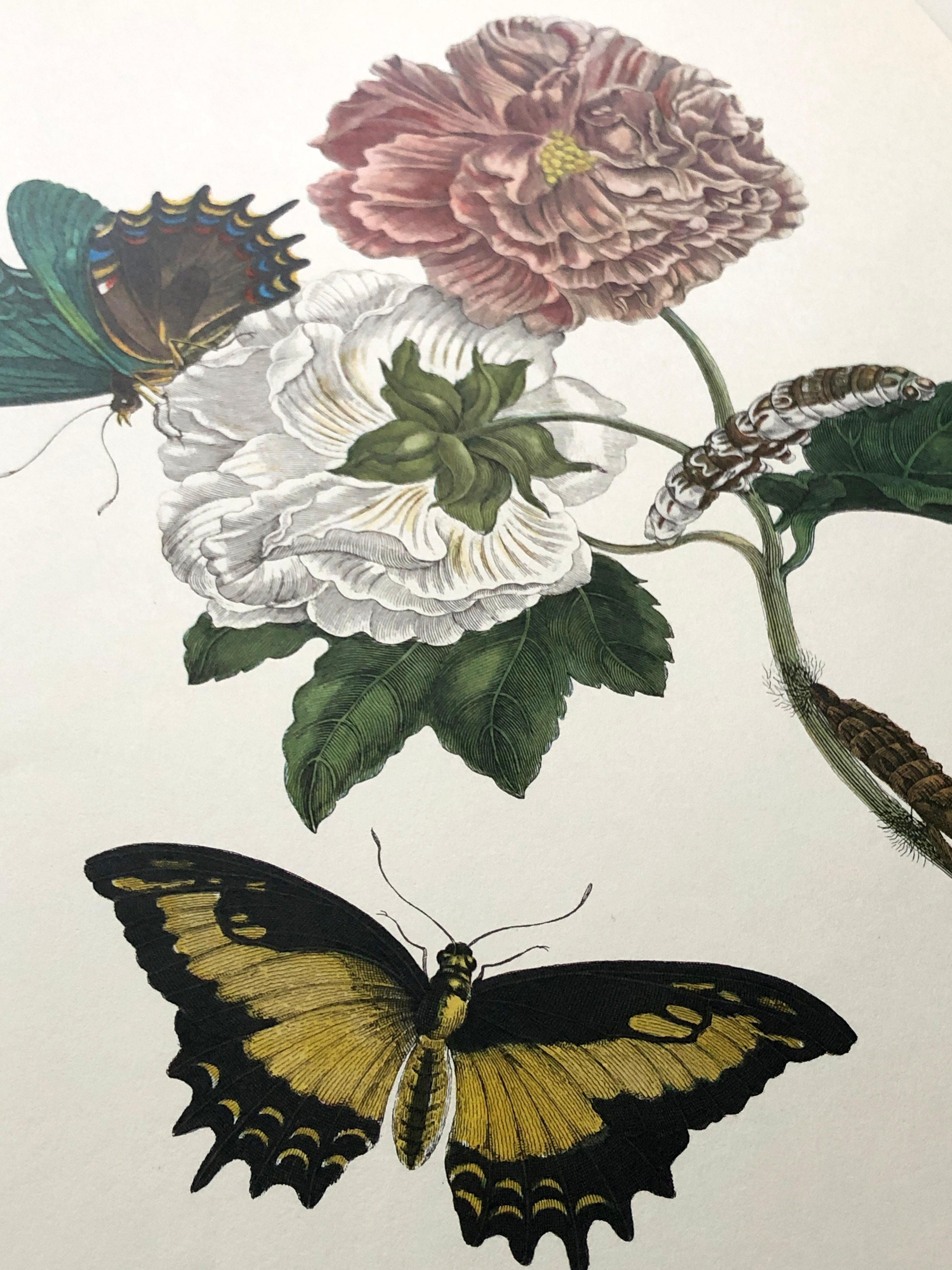 18th Century and Earlier Maria Sibylla Merian - P. Sluyter - Hibiscus flowers and swallowtail Nr. 31 For Sale