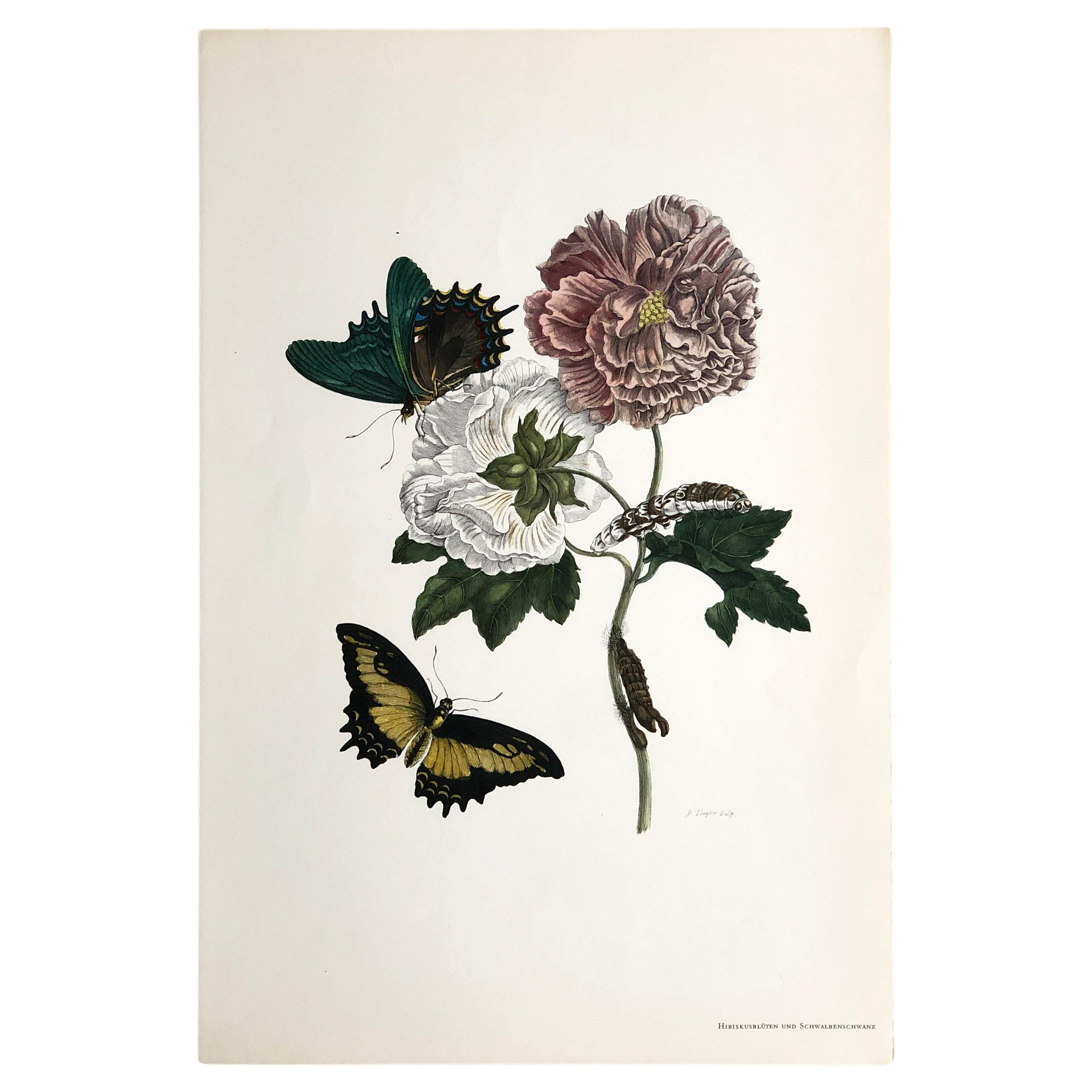 Maria Sibylla Merian - P. Sluyter - Hibiscus flowers and swallowtail Nr. 31 For Sale