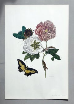 Maria Sibylla Merian - P. Sluyter - Hibiscus flowers and swallowtail Nr.31