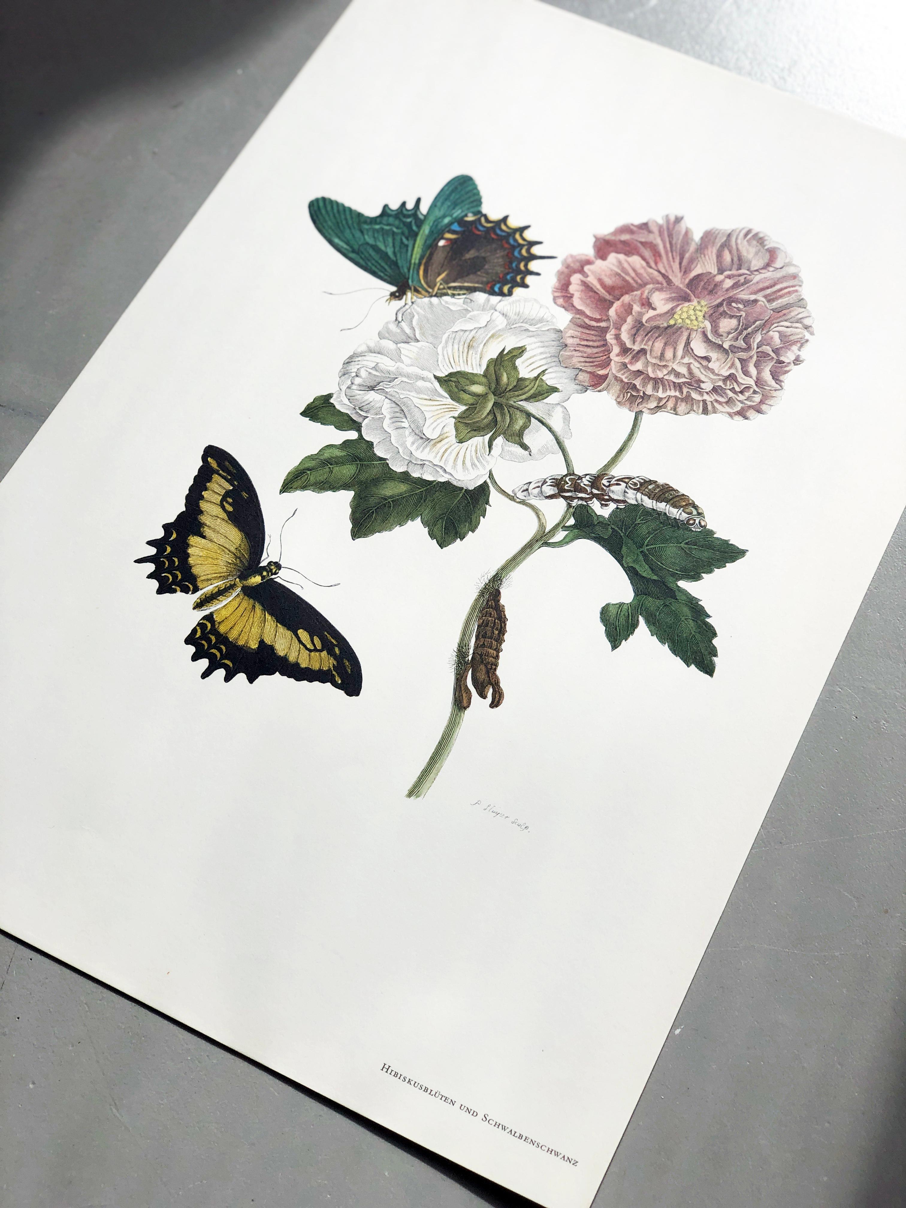 Autre Maria Sibylla Merian - P. Sluyter - Fleurs d'hibiscus et queue de cygne Nr.31 en vente