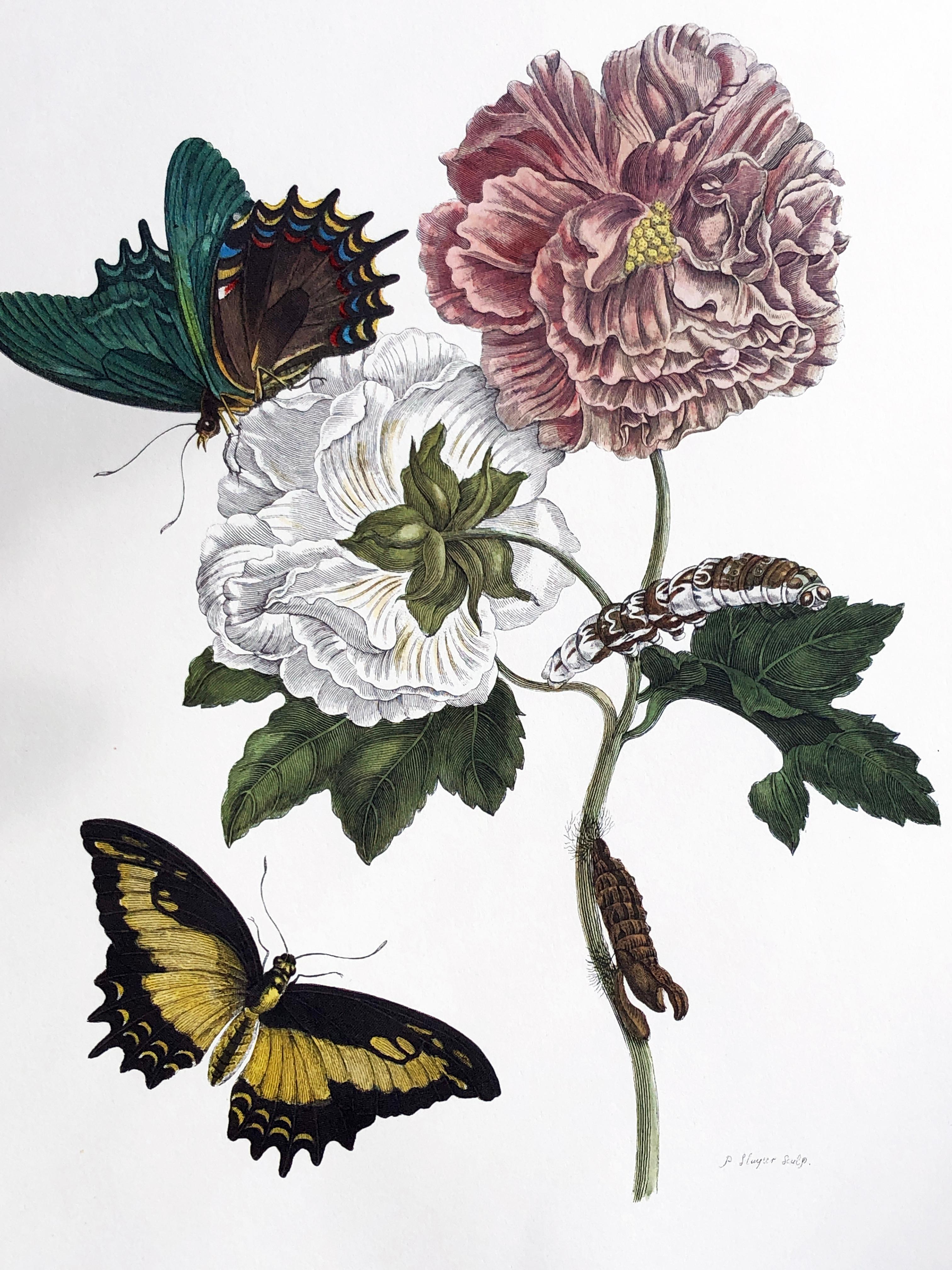 Néerlandais Maria Sibylla Merian - P. Sluyter - Fleurs d'hibiscus et queue de cygne Nr.31 en vente