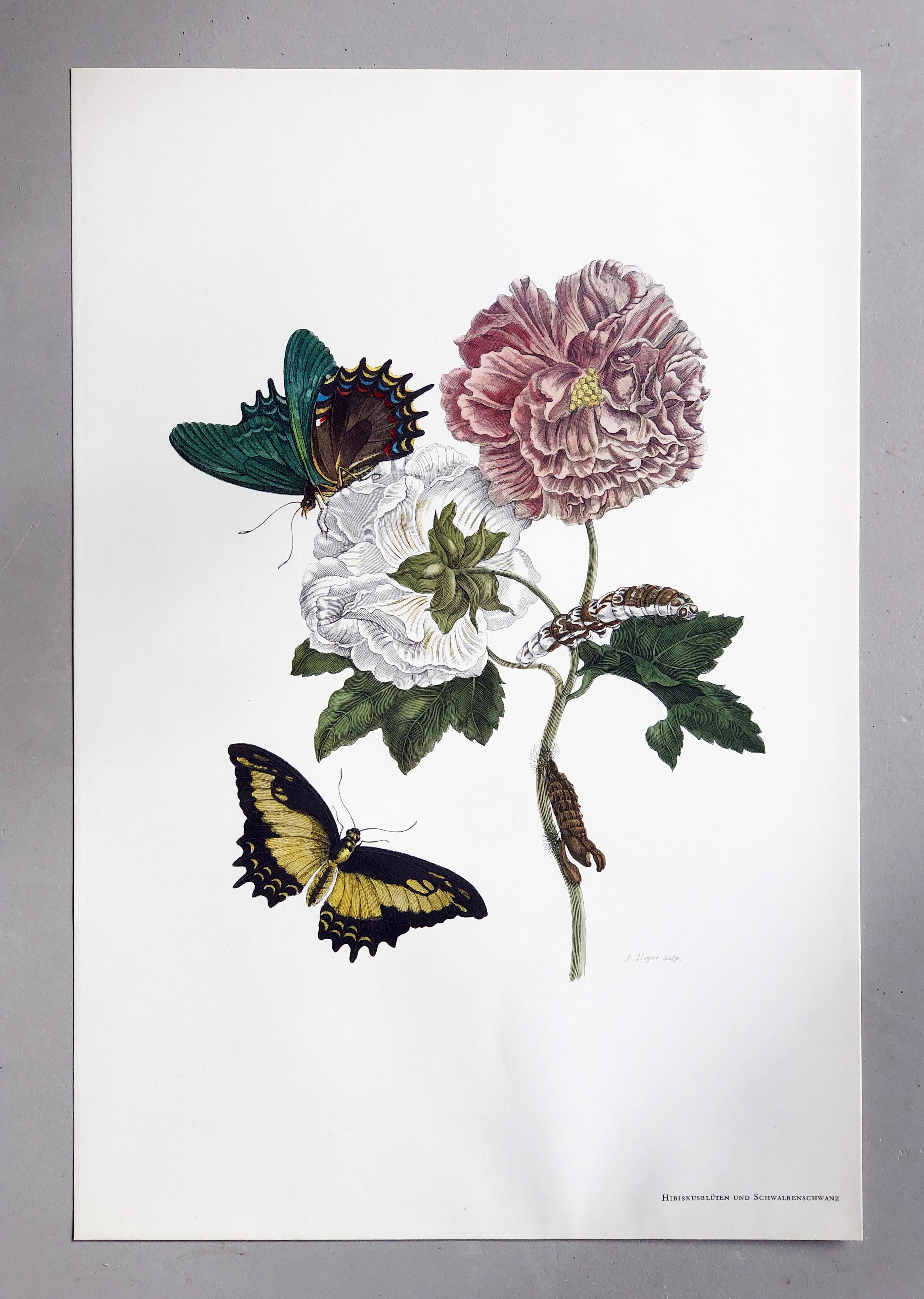 Autre Maria Sibylla Merian - P. Sluyter - Fleurs d'hibiscus et queue de cygne Nr.31 en vente