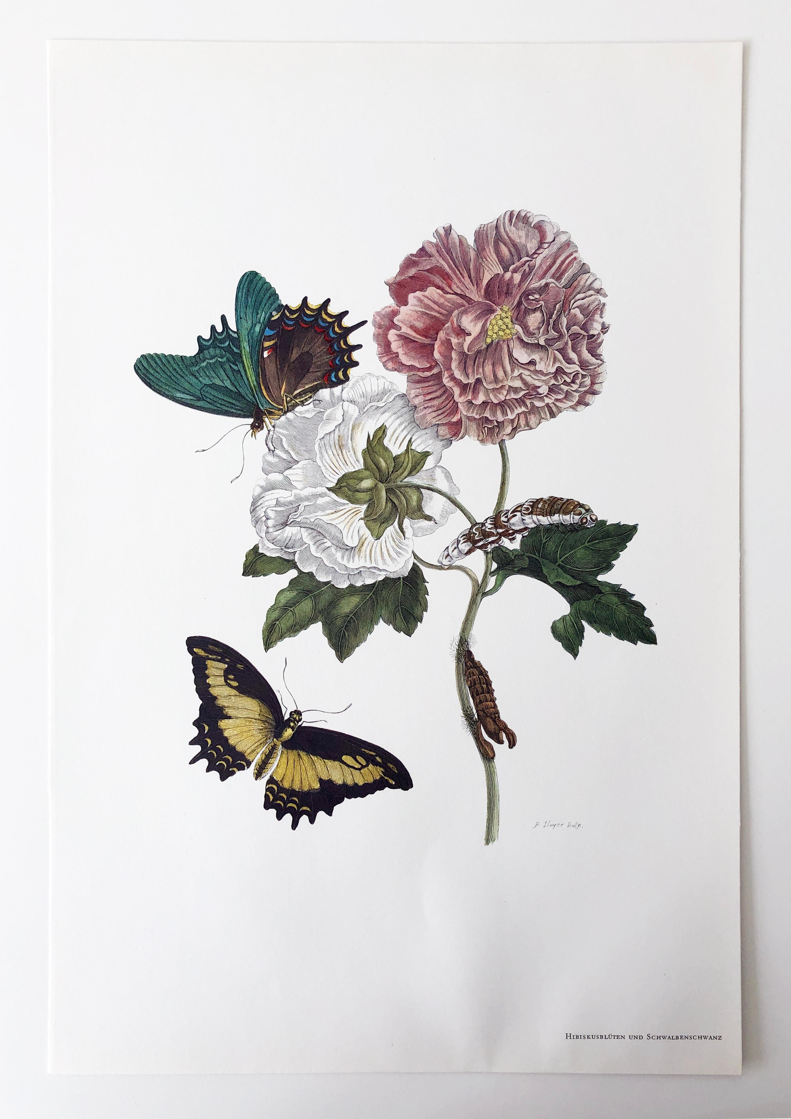 Maria Sibylla Merian - P. Sluyter - Hibiscus flowers and swallowtail Nr.31 In Good Condition For Sale In EINDHOVEN, NL