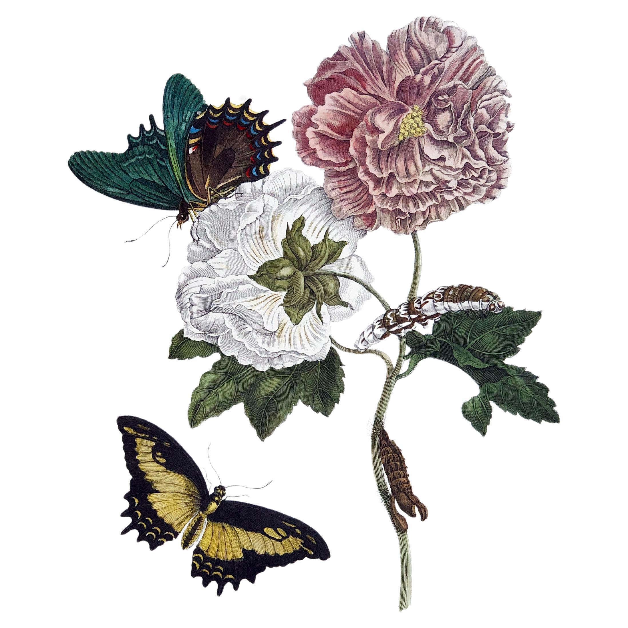 Maria Sibylla Merian - P. Sluyter - Fleurs d'hibiscus et queue de cygne Nr.31 en vente
