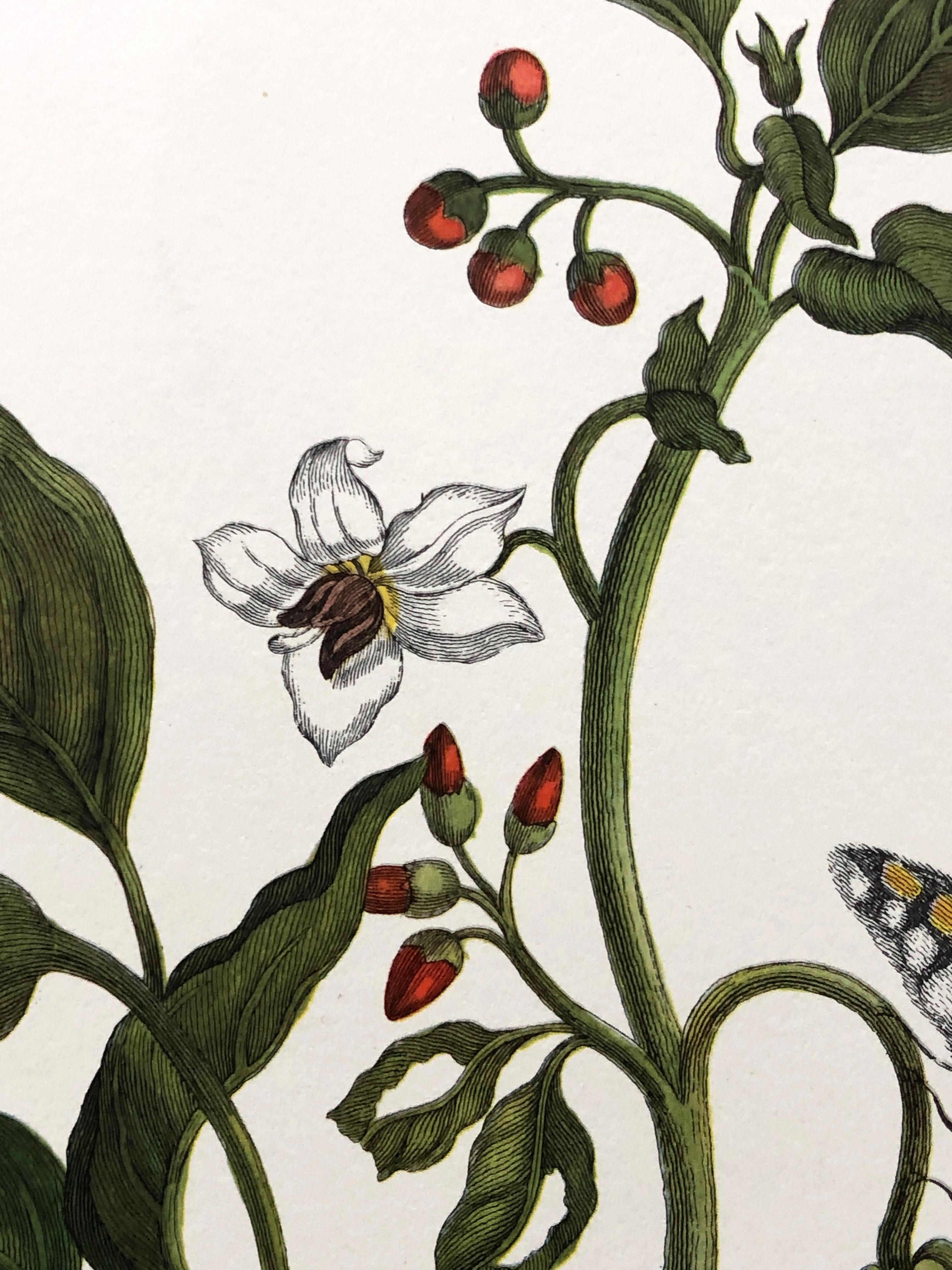 Maria Sibylla Merian - P. Sluyter - Peppers and Hawkmoths Nr. 55 For Sale 2