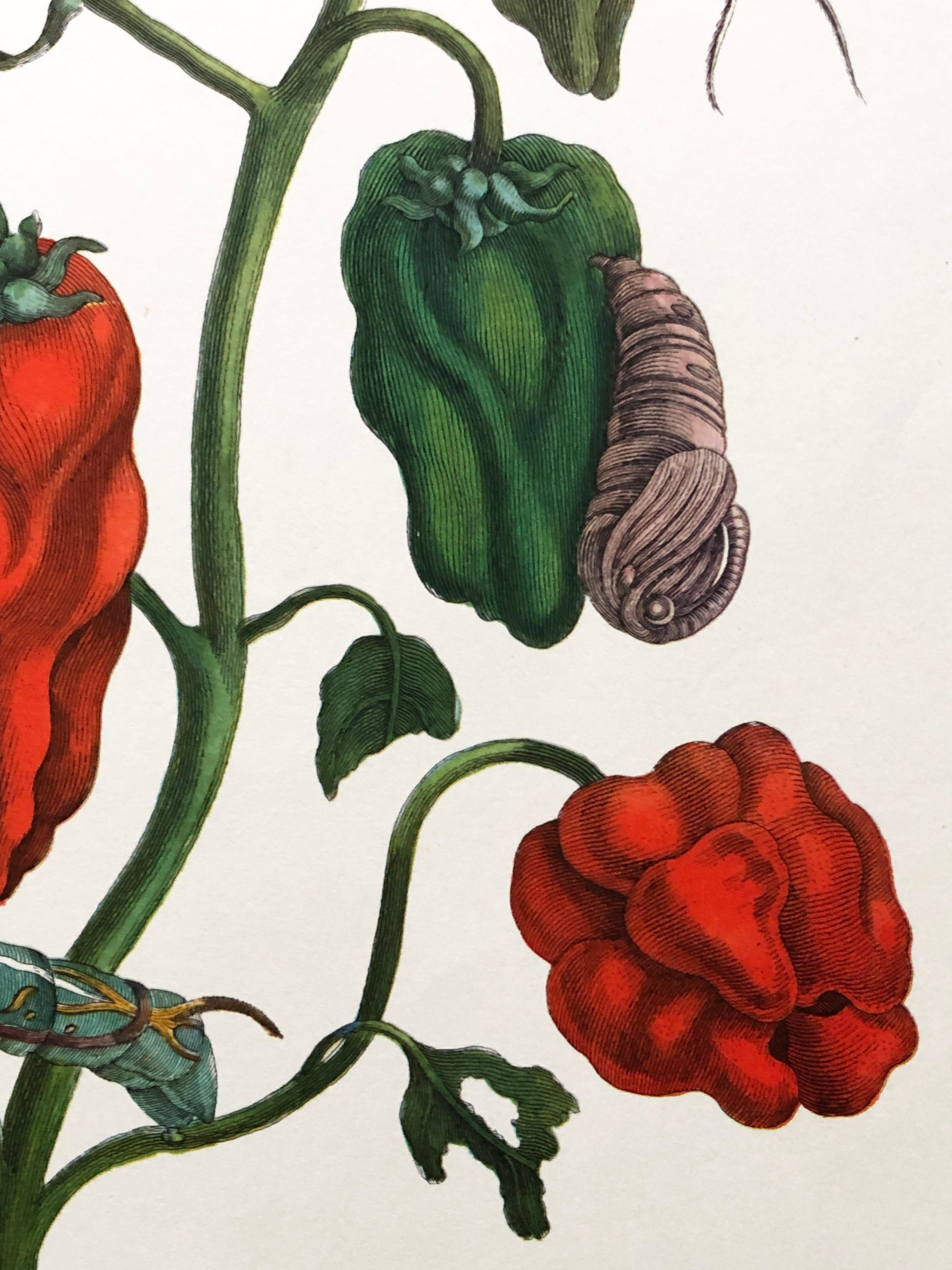 Maria Sibylla Merian - P. Sluyter - Peppers and Hawkmoths Nr. 55 For Sale 4