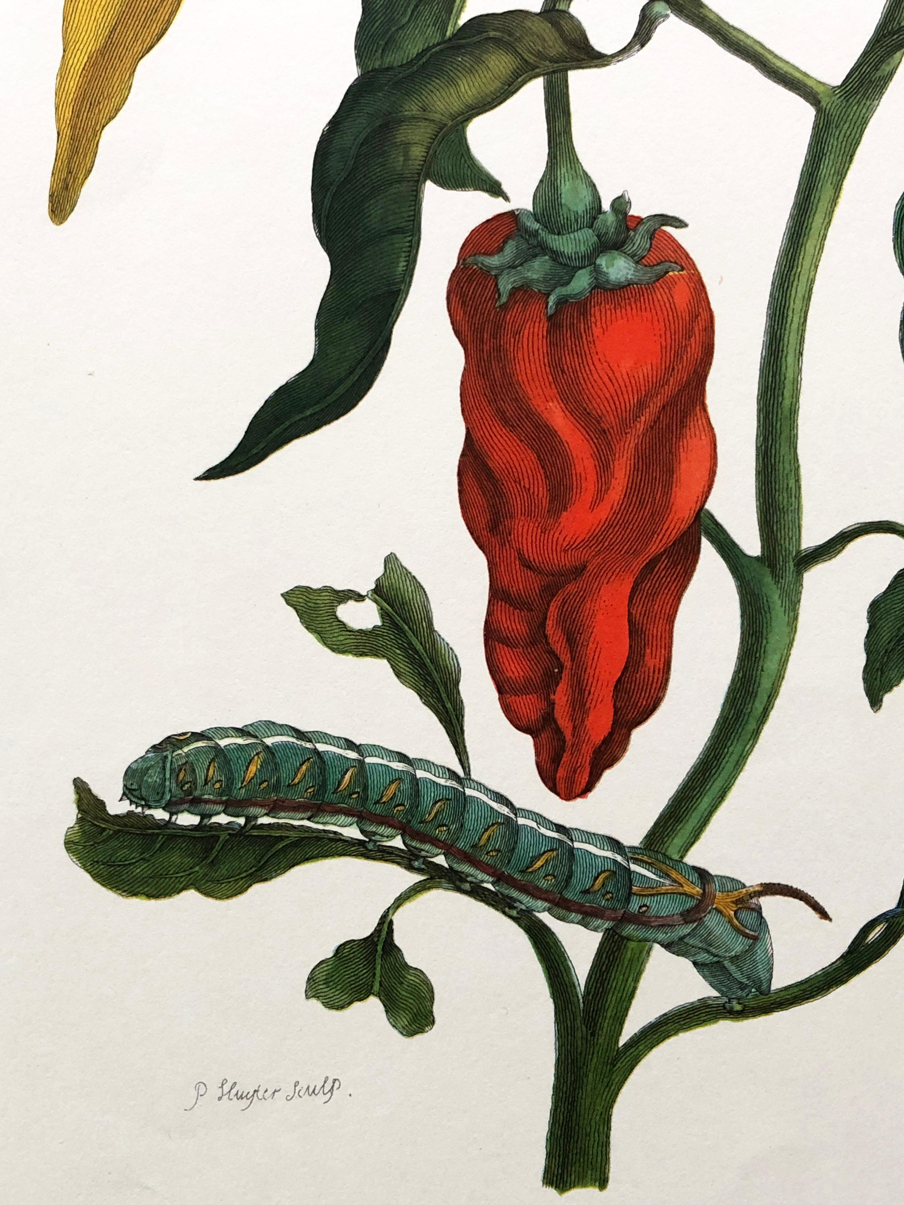 Maria Sibylla Merian - P. Sluyter - Peppers and Hawkmoths Nr. 55 For Sale 6