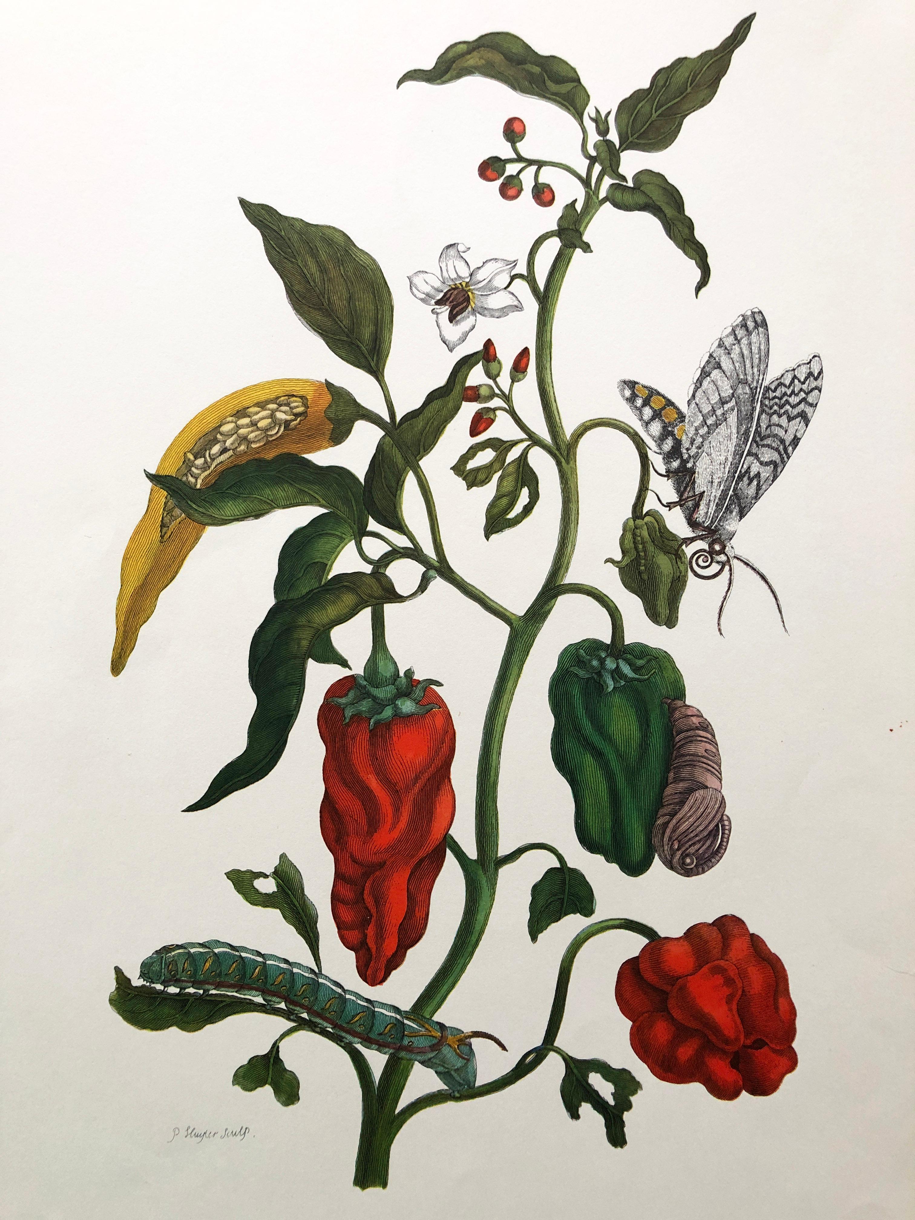 Other Maria Sibylla Merian - P. Sluyter - Peppers and Hawkmoths Nr. 55 For Sale
