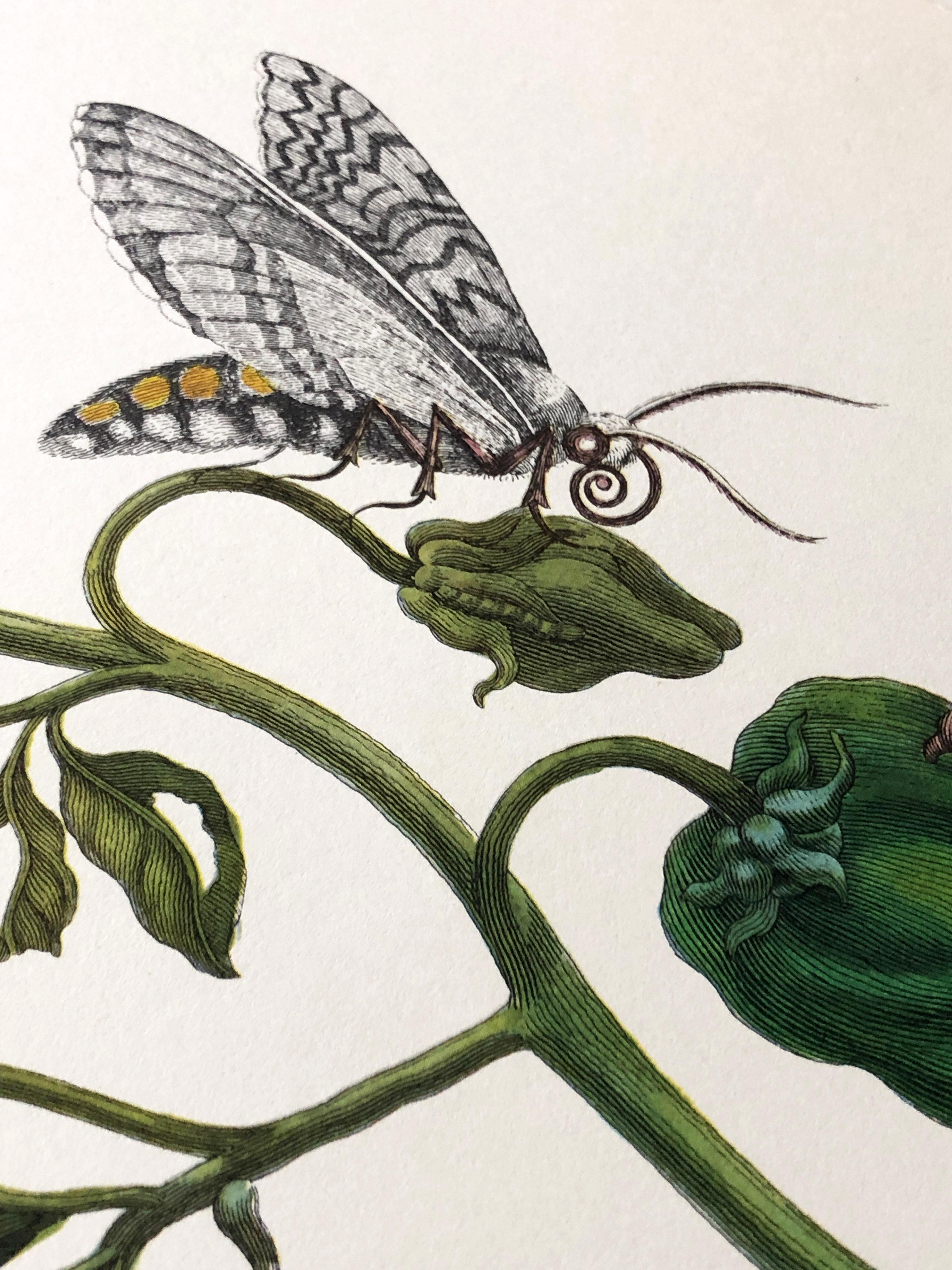 Paper Maria Sibylla Merian - P. Sluyter - Peppers and Hawkmoths Nr. 55 For Sale