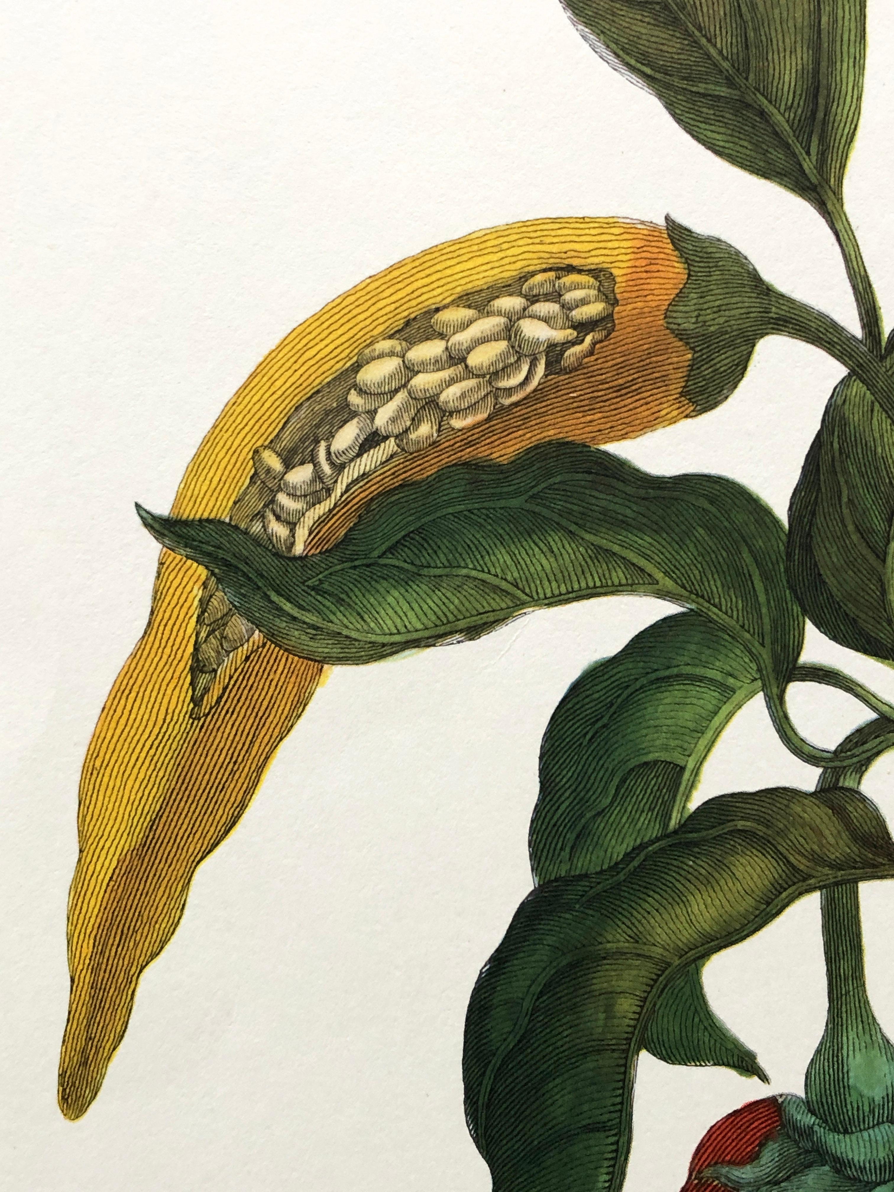 Maria Sibylla Merian - P. Sluyter - Peppers and Hawkmoths Nr. 55 For Sale 1