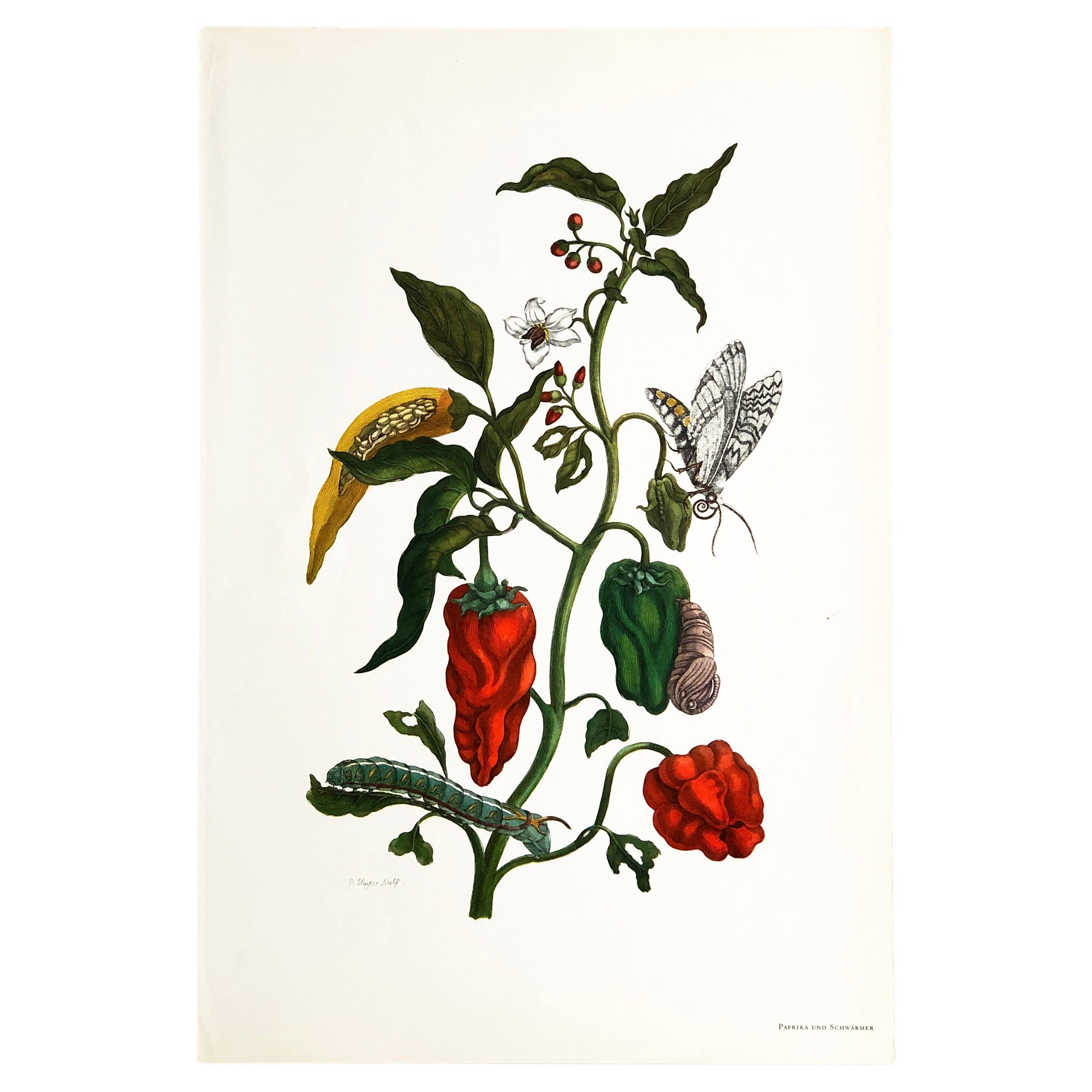 Maria Sibylla Merian - P. Sluyter - Peppers and Hawkmoths Nr. 55 For Sale