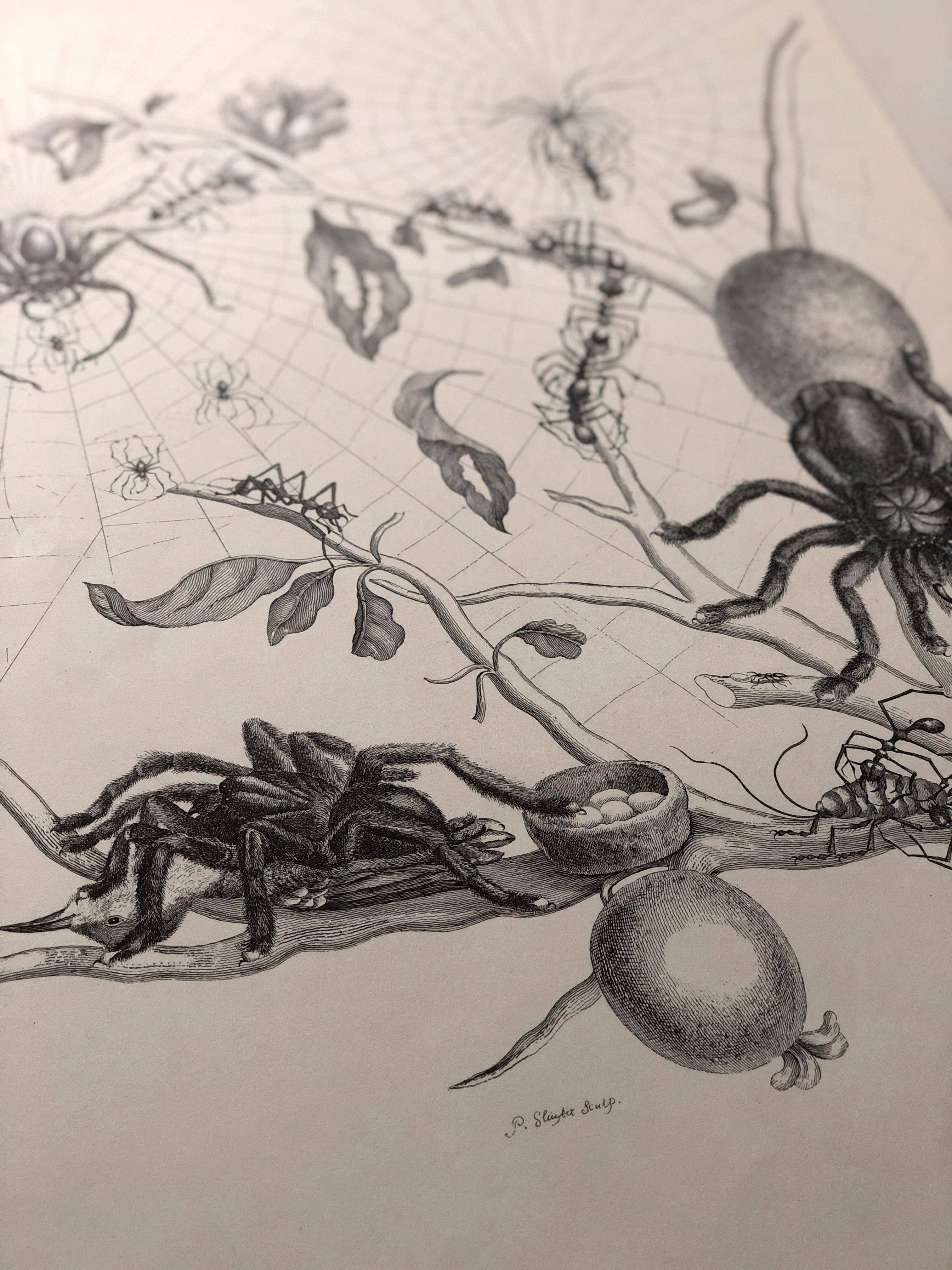 Maria Sibylla Merian - P. Sluyter Sculp - Guayave spiders and insects Nr. 18 For Sale 3