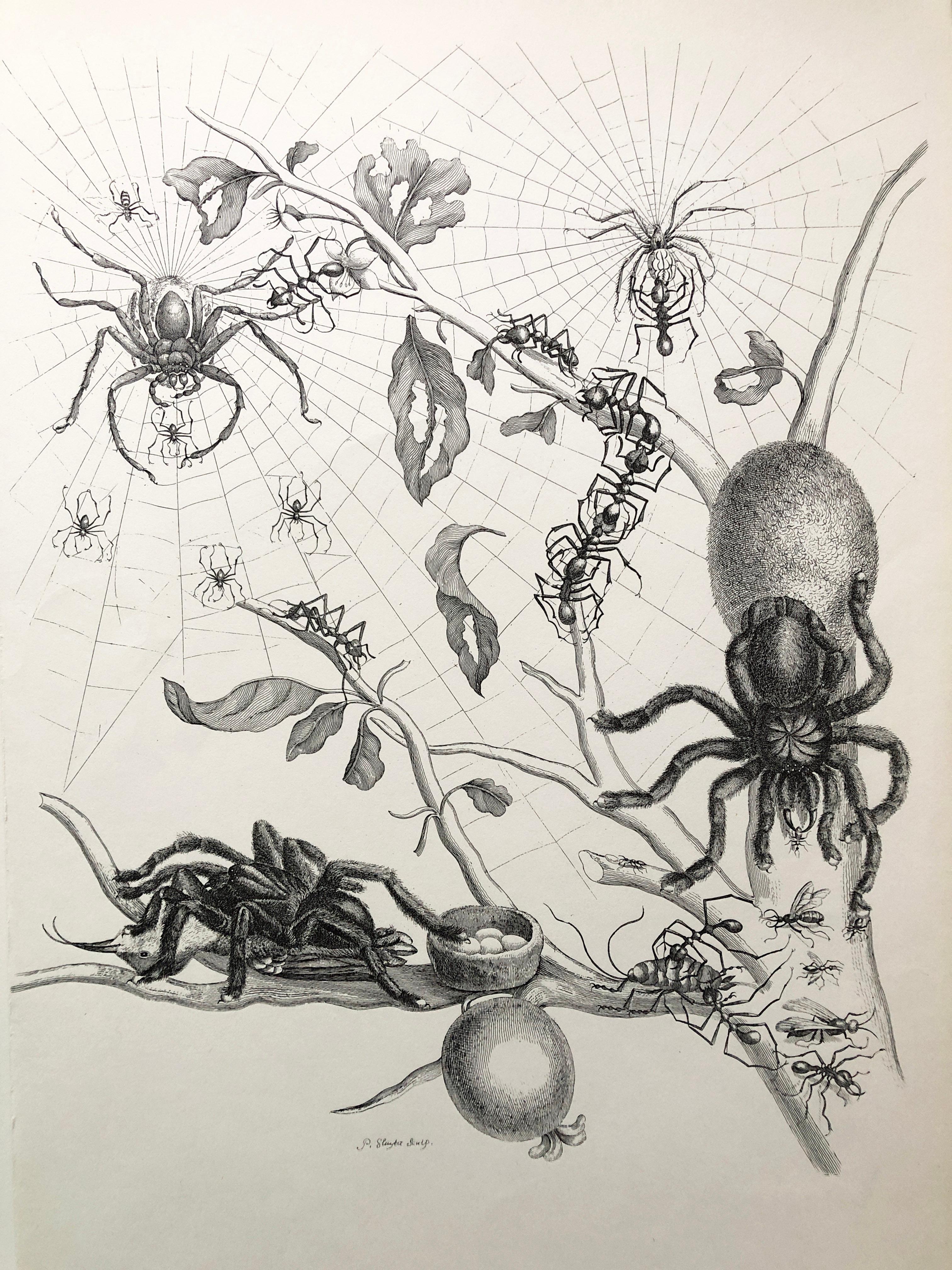Dutch Maria Sibylla Merian - P. Sluyter Sculp - Guayave spiders and insects Nr. 18 For Sale