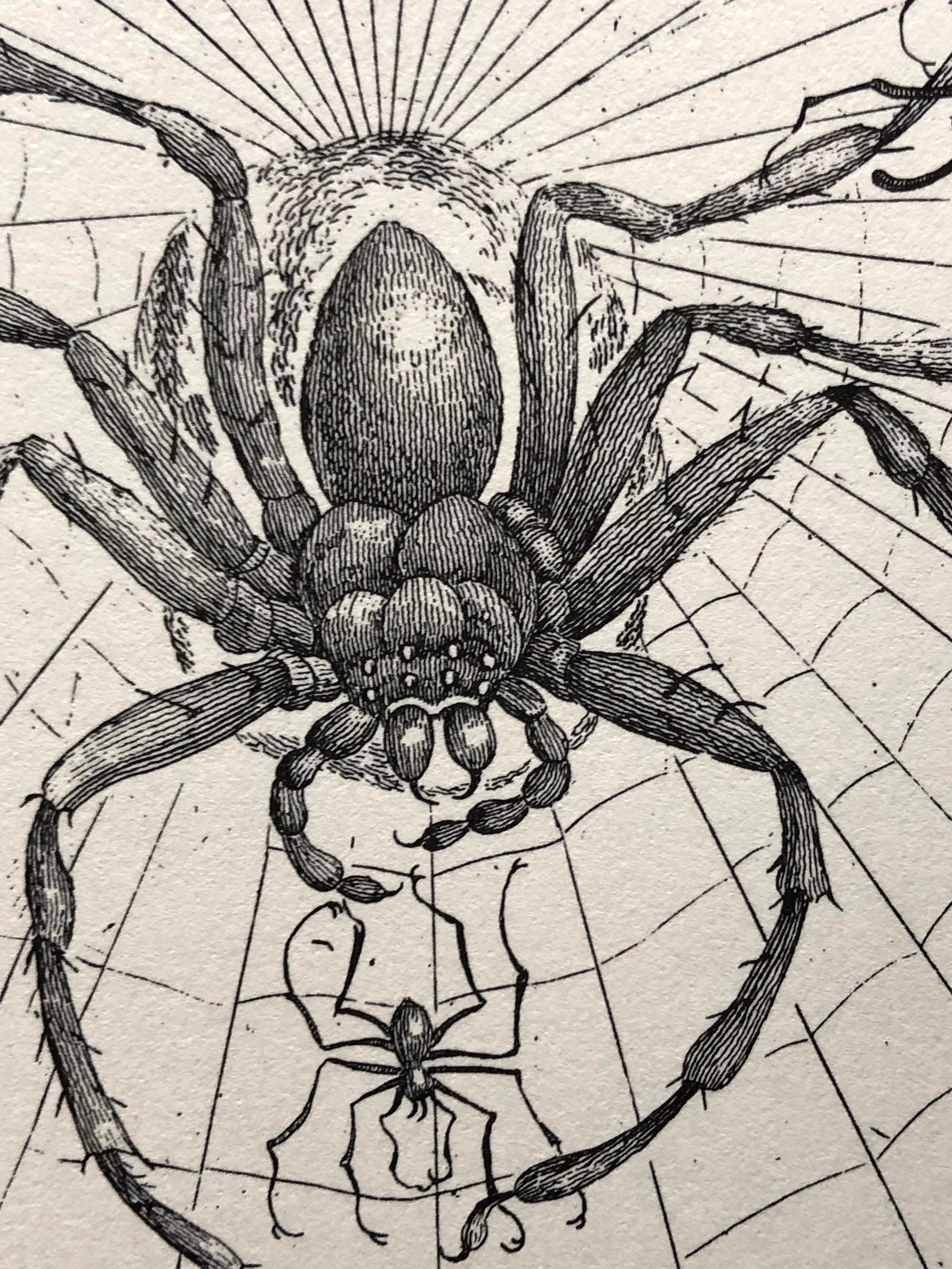 18th Century and Earlier Maria Sibylla Merian - P. Sluyter Sculp - Guayave spiders and insects Nr. 18 For Sale