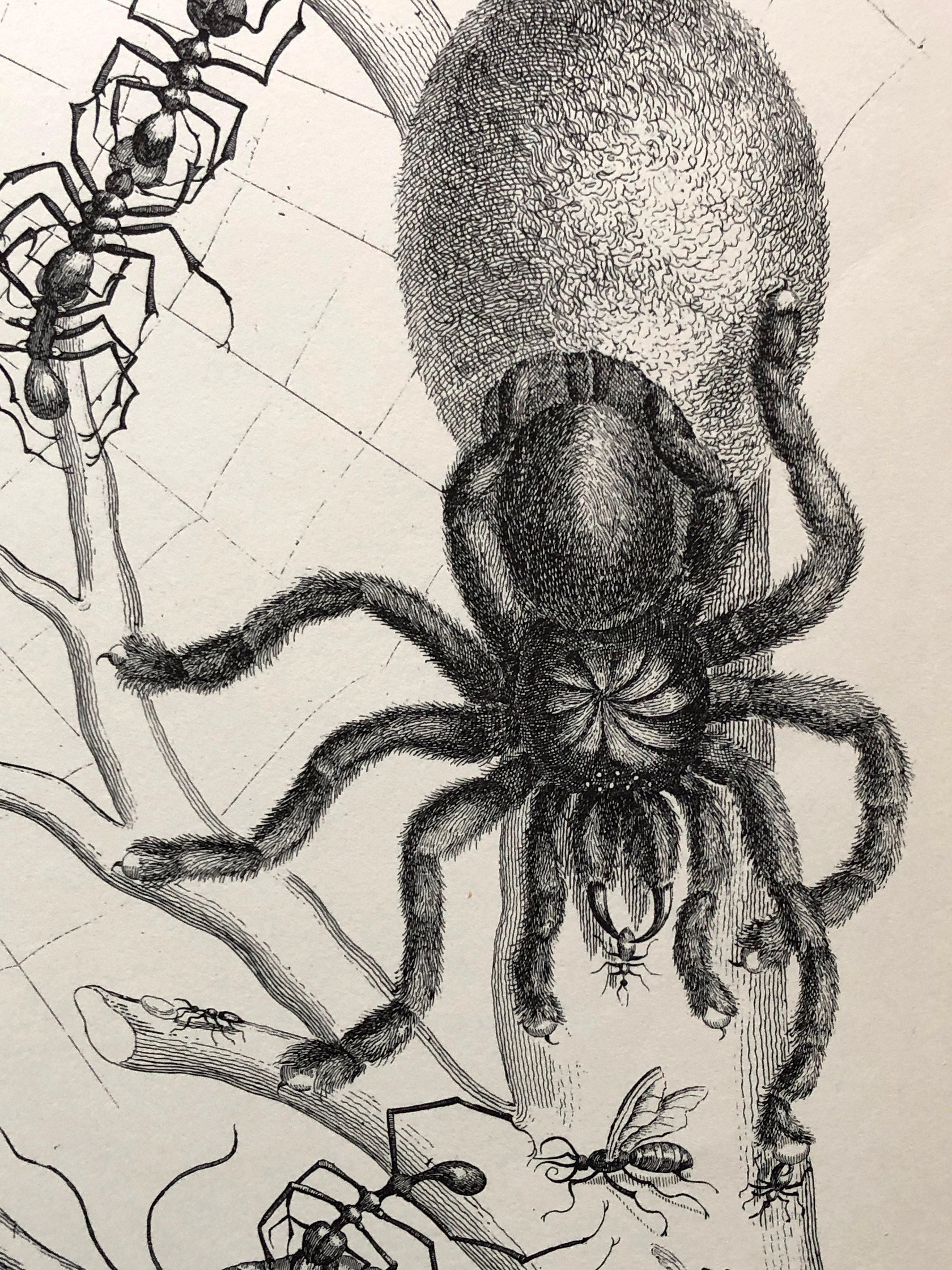 Paper Maria Sibylla Merian - P. Sluyter Sculp - Guayave spiders and insects Nr. 18 For Sale