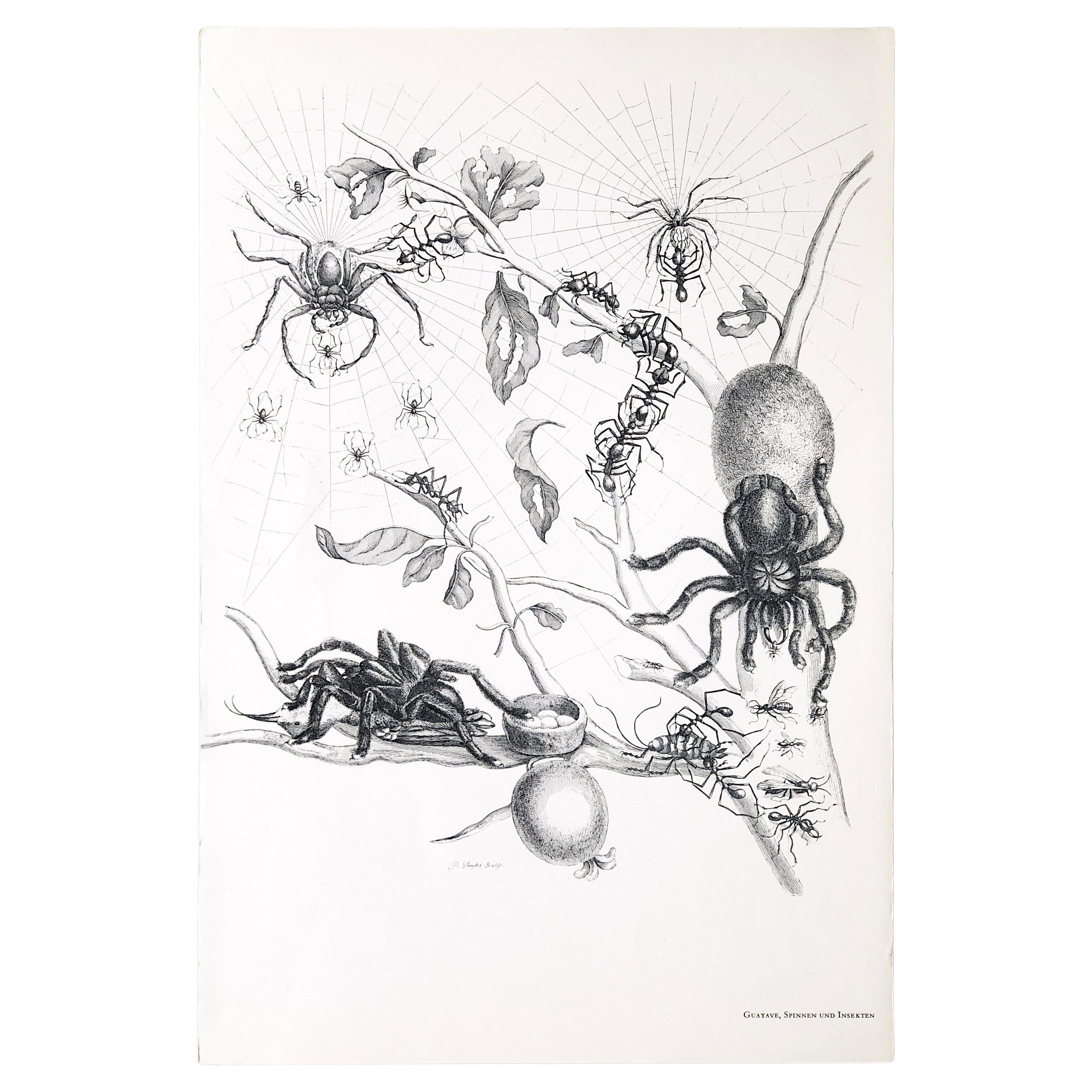 Maria Sibylla Merian - P. Sluyter Sculp - Guayave arañas e insectos Nr. 18 en venta