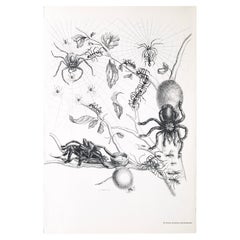 Maria Sibylla Merian - P. Sluyter Sculp - Ragni e insetti Guayave Nr. 18