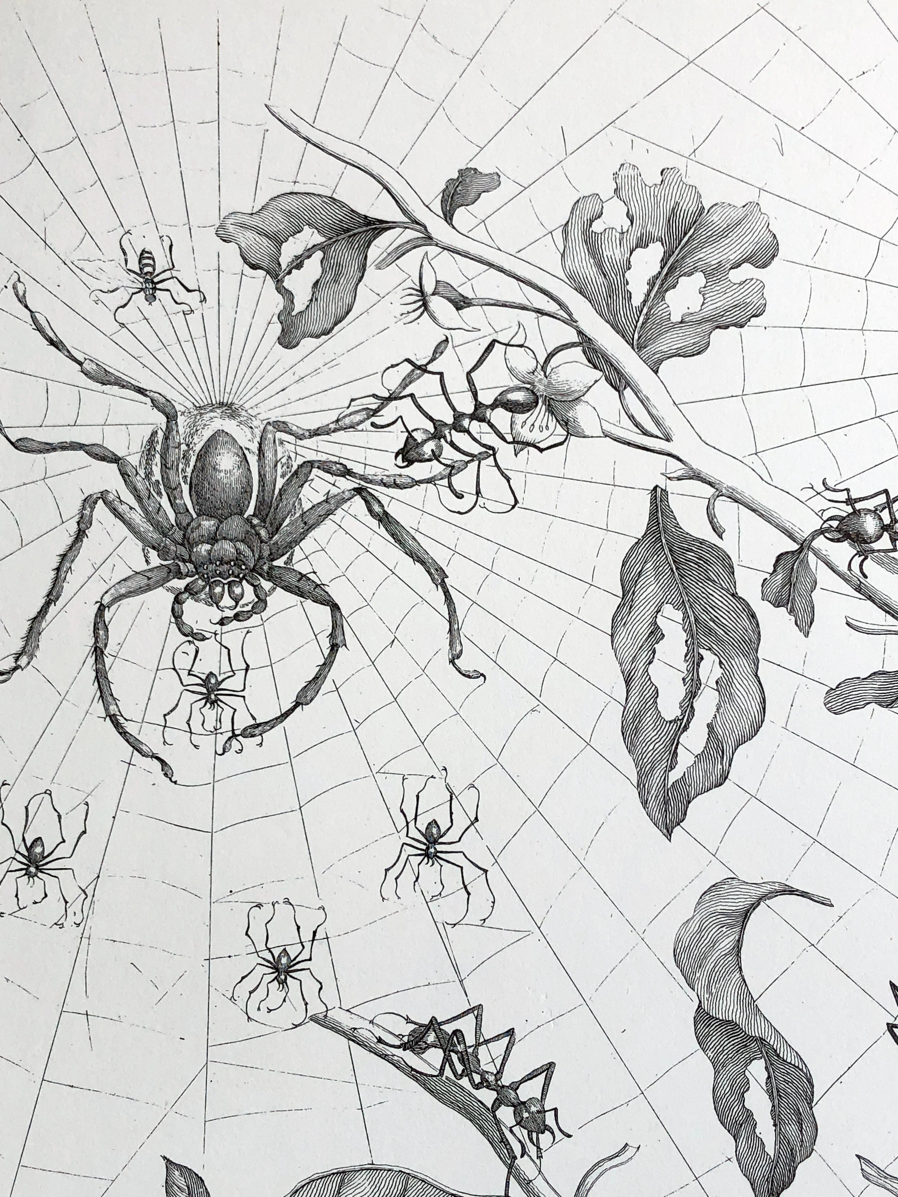 Maria Sibylla Merian - P. Sluyter-Skulptur - Guayave-Spinnen und Insekten Nr.18 im Angebot 2
