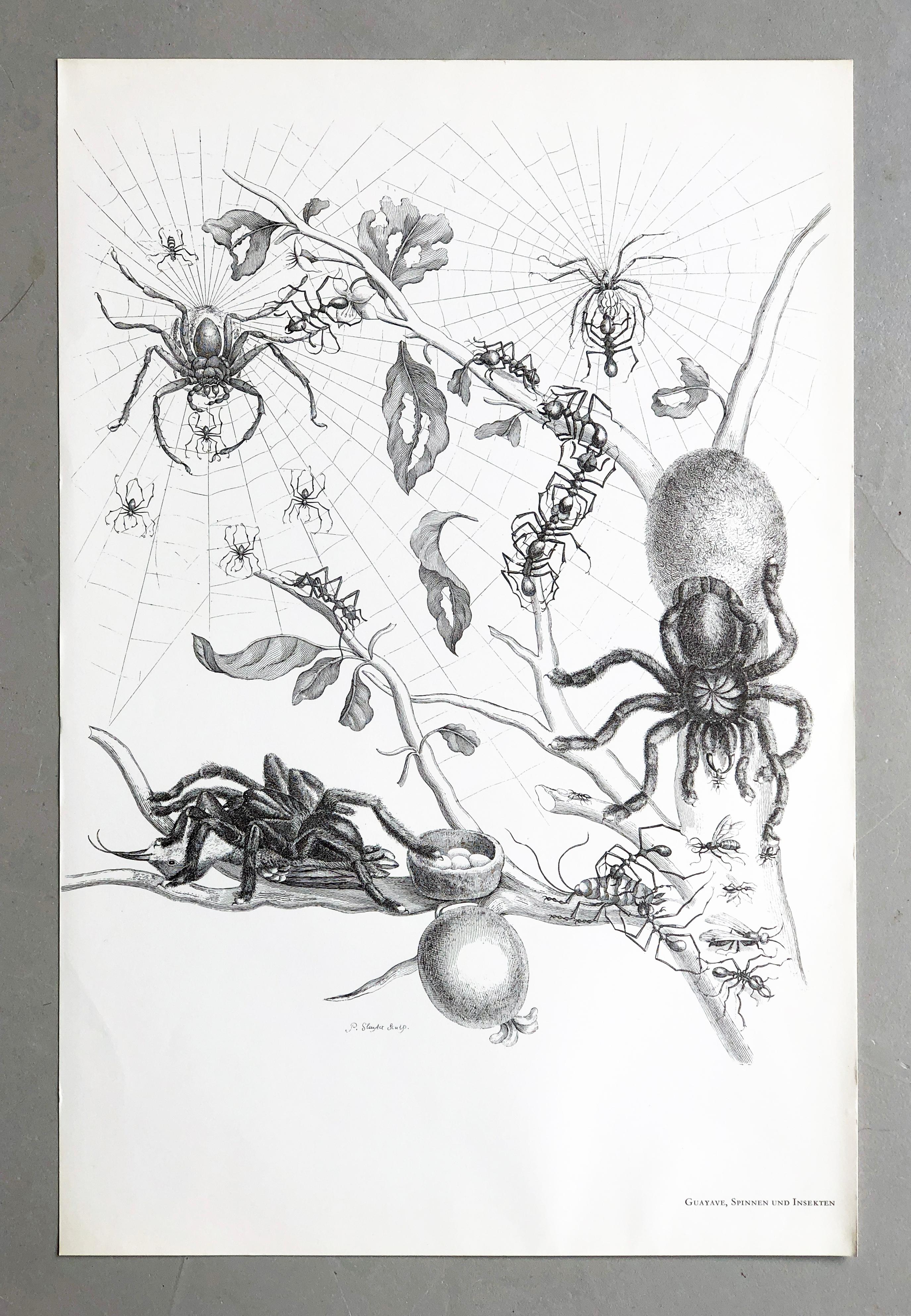 Aus Metamorphosis Insectorum Surinamensium, erstmals veröffentlicht 1705
Kupferstiche von J. Mulder, P. Sluyter (Sluiter) und D. Stoopendaal nach Maria Sybilla Merian.

Dieser Teller ist Teil einer umfassenden Sammlung von 17 Tellern. 
Ich habe eine
