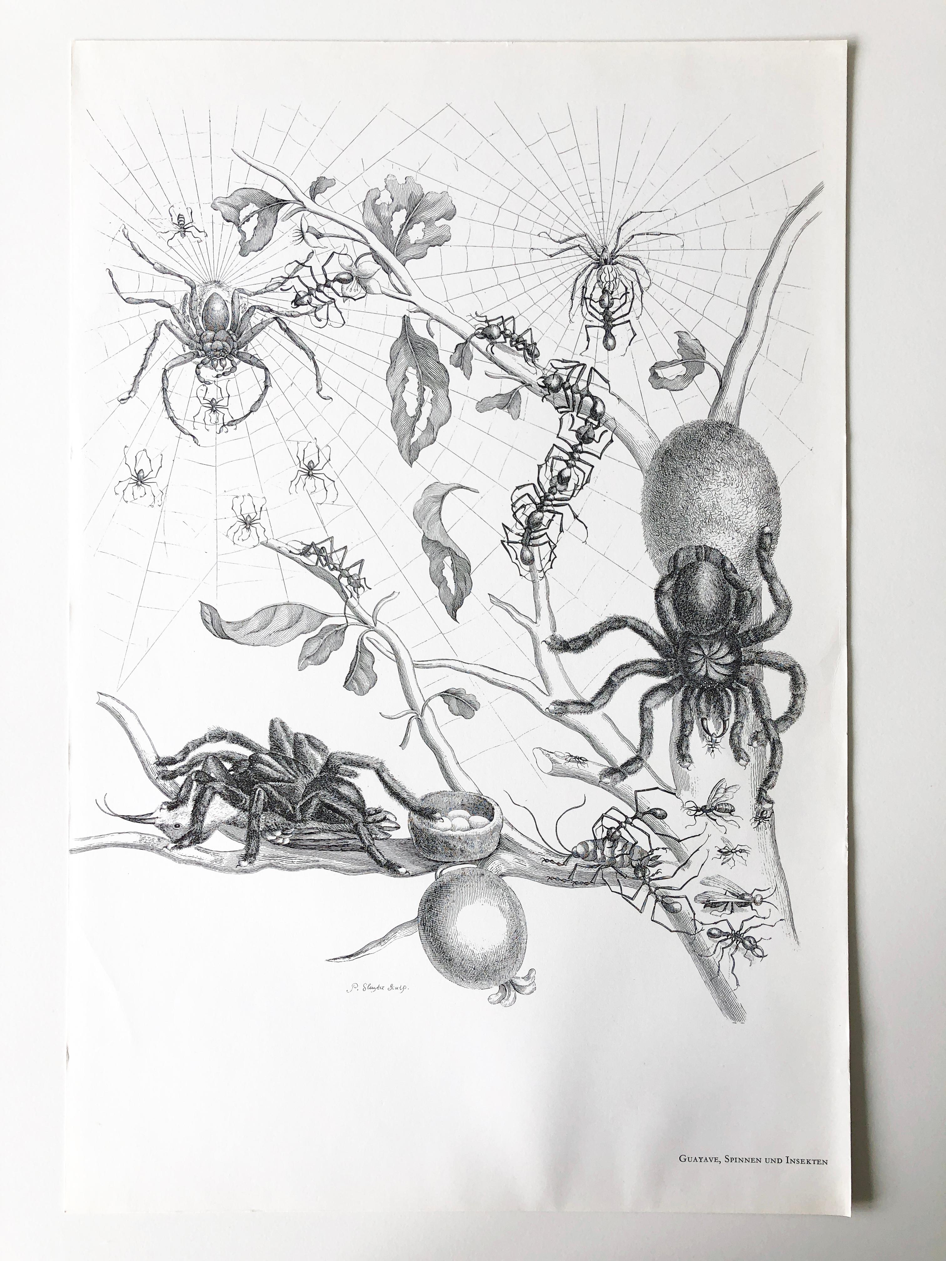 Other Maria Sibylla Merian - P. Sluyter Sculp - Guayave spiders and insects Nr.18 For Sale