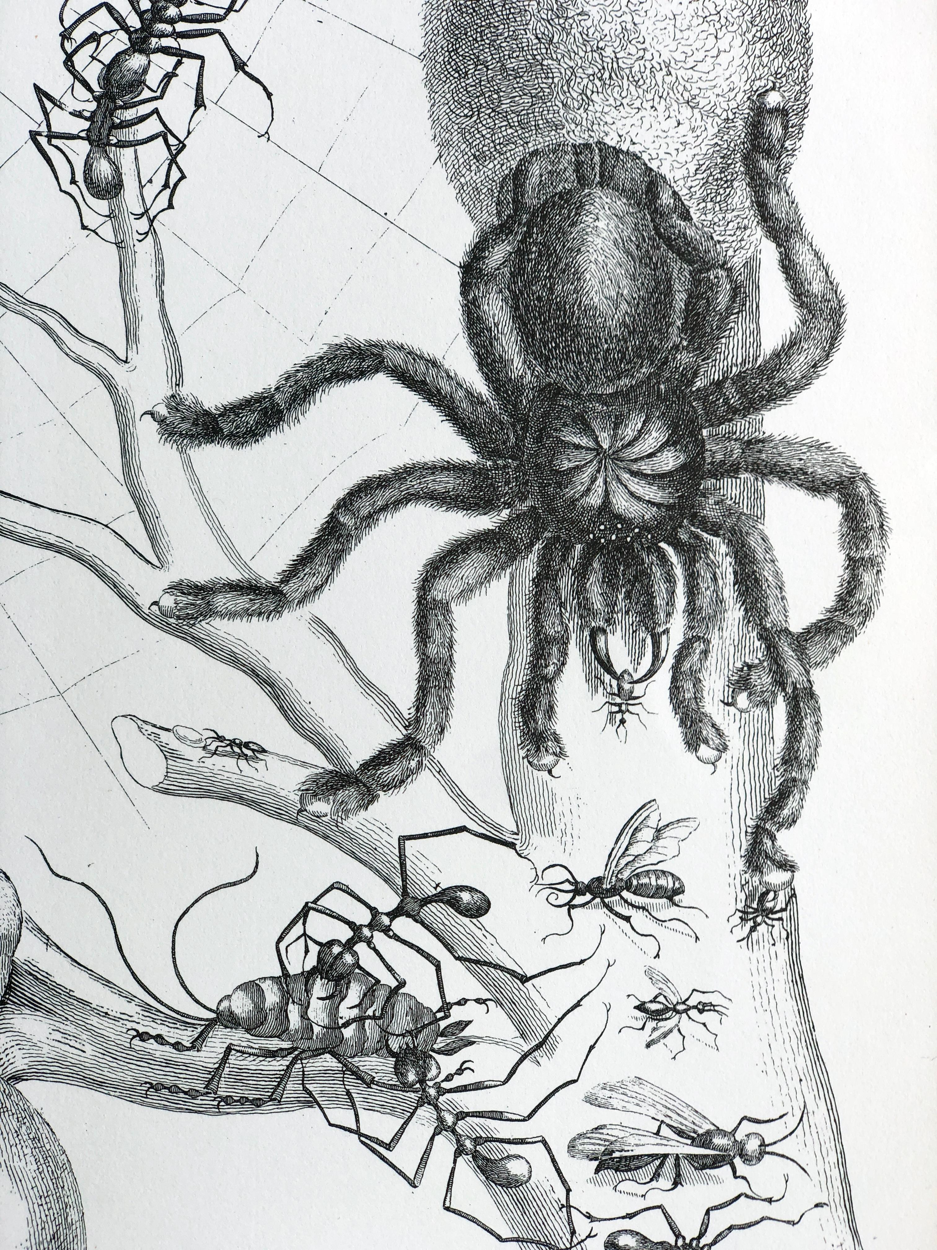 Maria Sibylla Merian - P. Sluyter-Skulptur - Guayave-Spinnen und Insekten Nr.18 im Zustand „Gut“ im Angebot in EINDHOVEN, NL