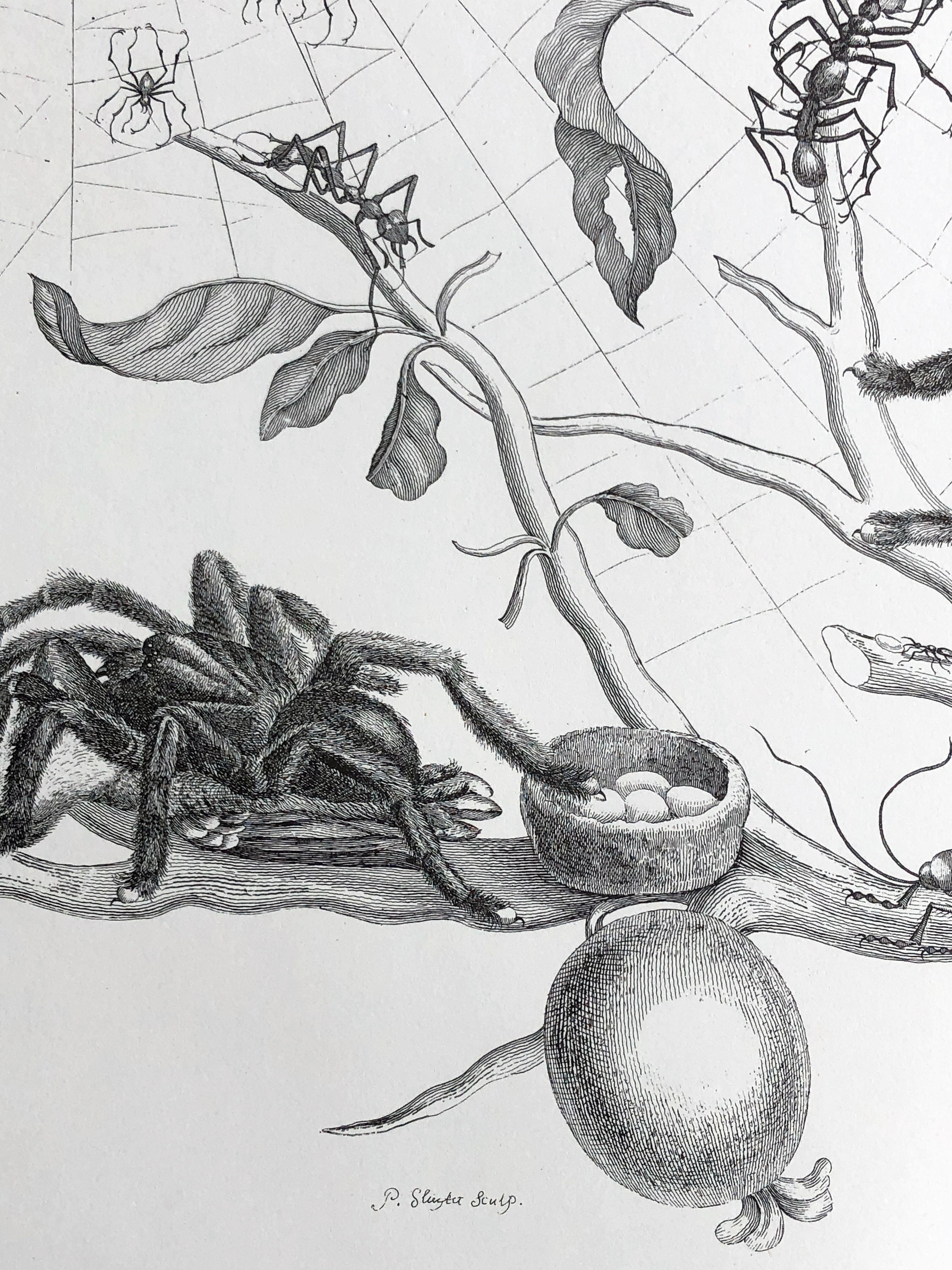 Maria Sibylla Merian - P. Sluyter Sculp - Guayave arañas e insectos Nr.18 siglo XVIII y antes en venta