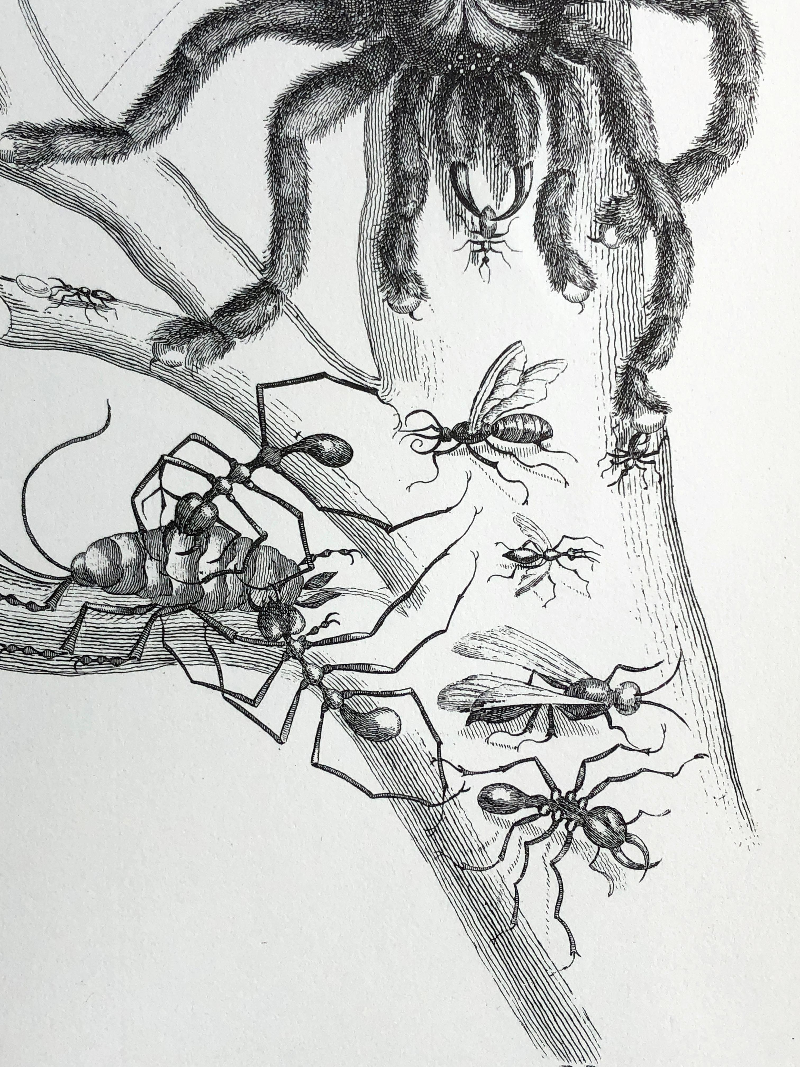 Maria Sibylla Merian - P. Sluyter Sculp - Guayave arañas e insectos Nr.18 Papel en venta
