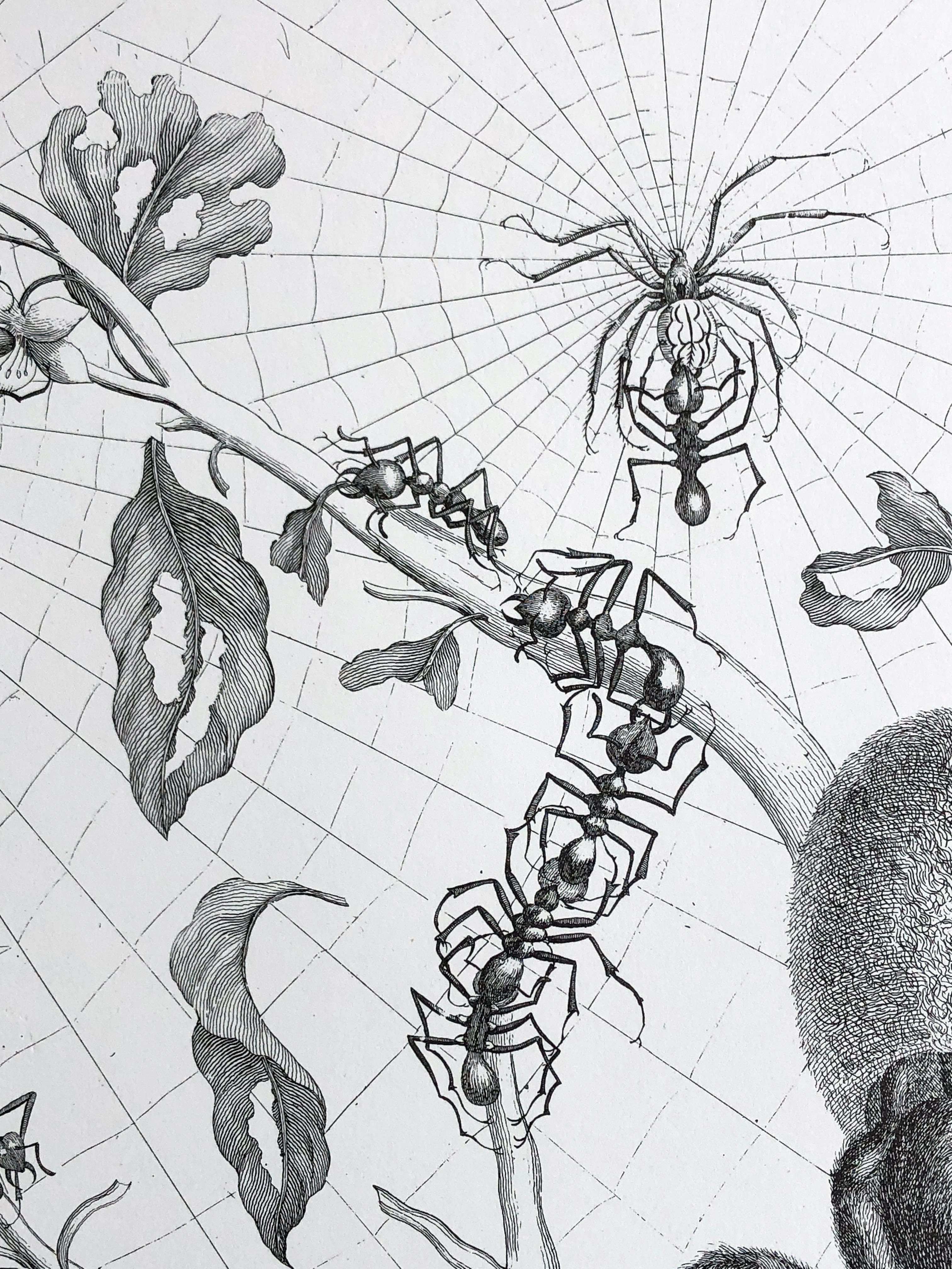 Maria Sibylla Merian - P. Sluyter Sculp - Guayave arañas e insectos Nr.18 en venta 1