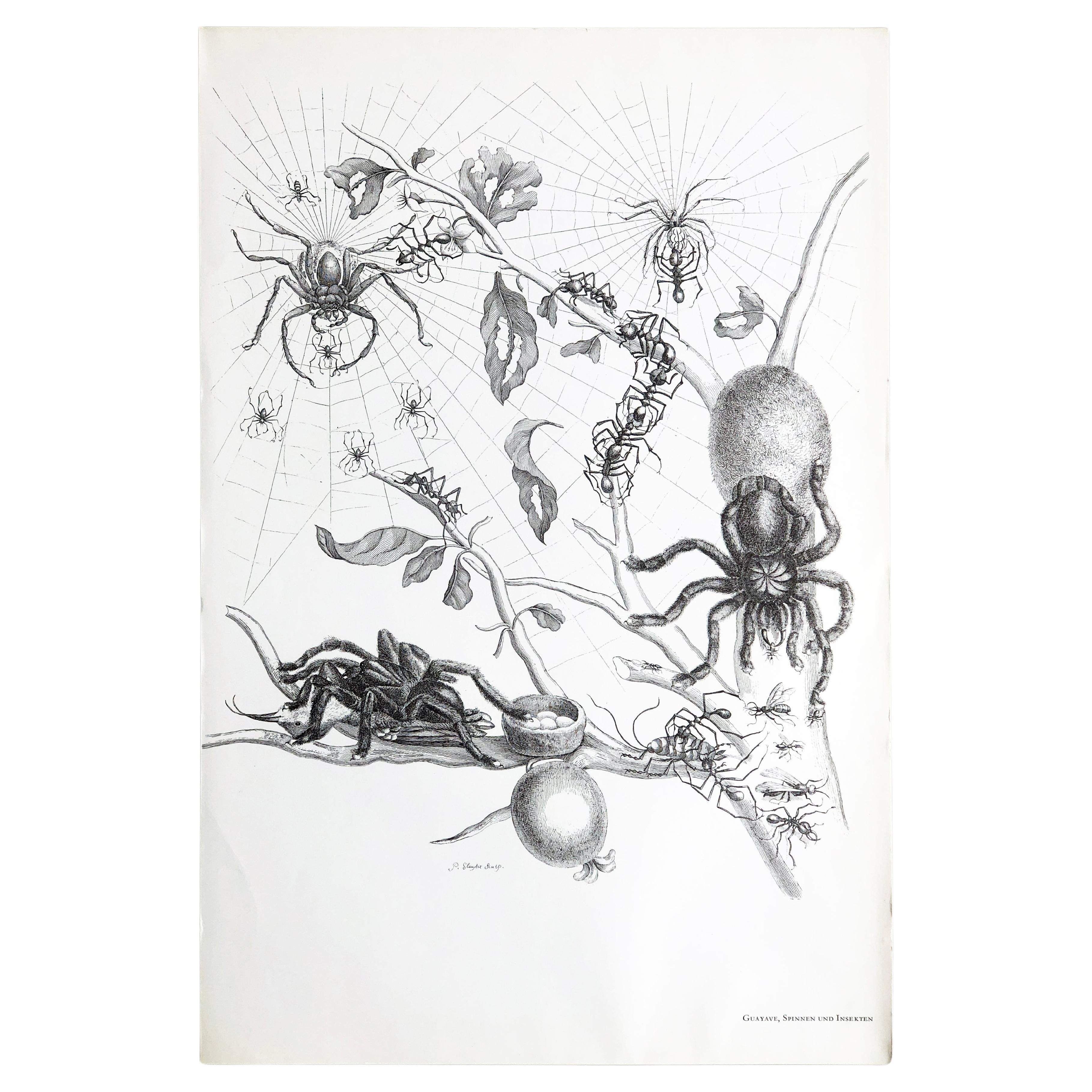 Maria Sibylla Merian - P. Sluyter Sculp - Guayave arañas e insectos Nr.18 en venta
