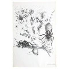 Antique Maria Sibylla Merian - P. Sluyter Sculp - Guayave spiders and insects Nr.18