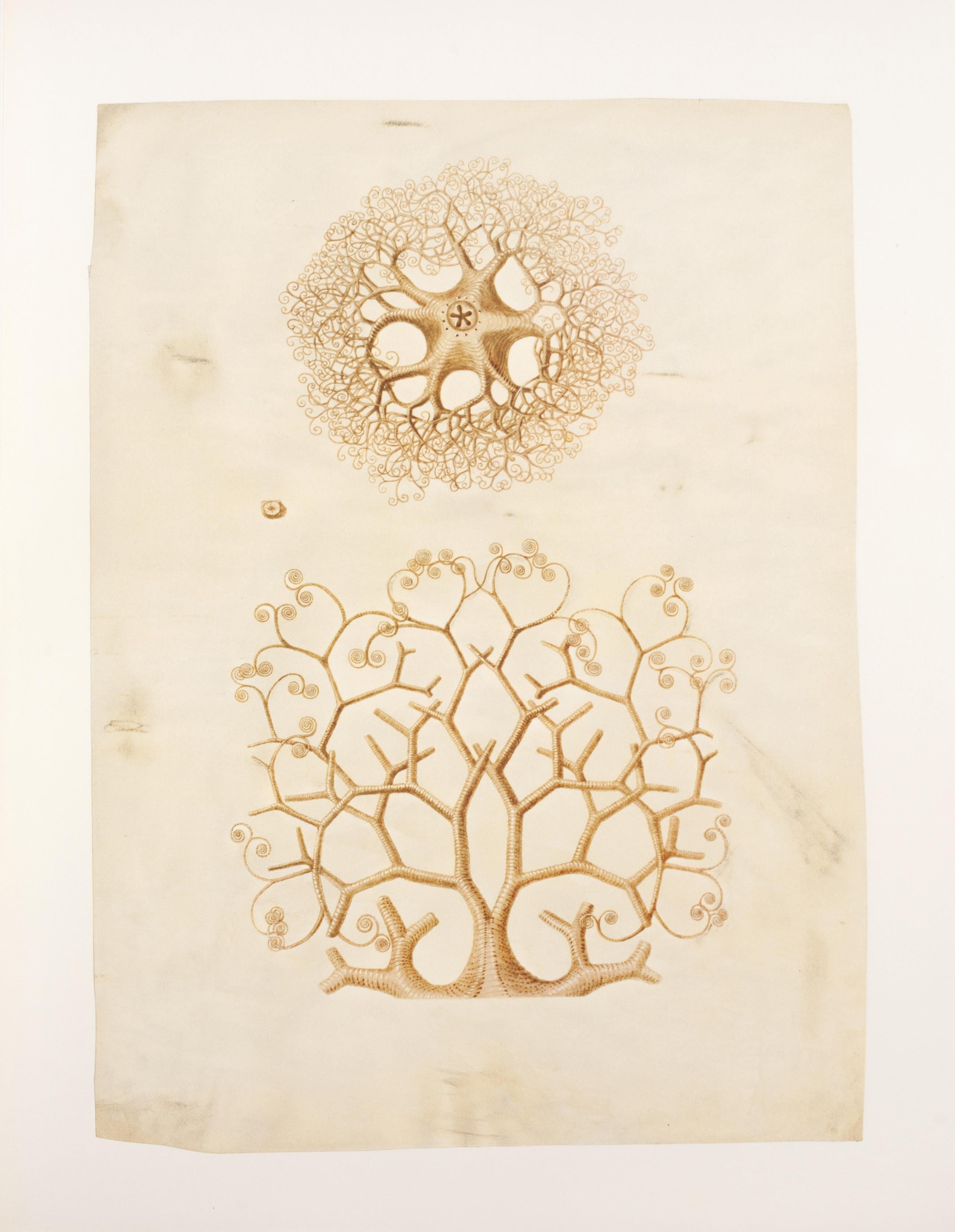 16. Branching star - Print by Maria Sybilla Merian