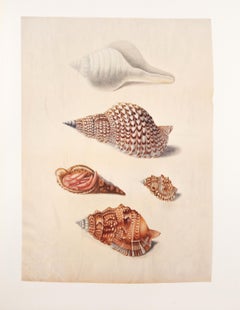 17. Tulipán verdadero, Trompeta de Tritón, Cangrejo ermitaño