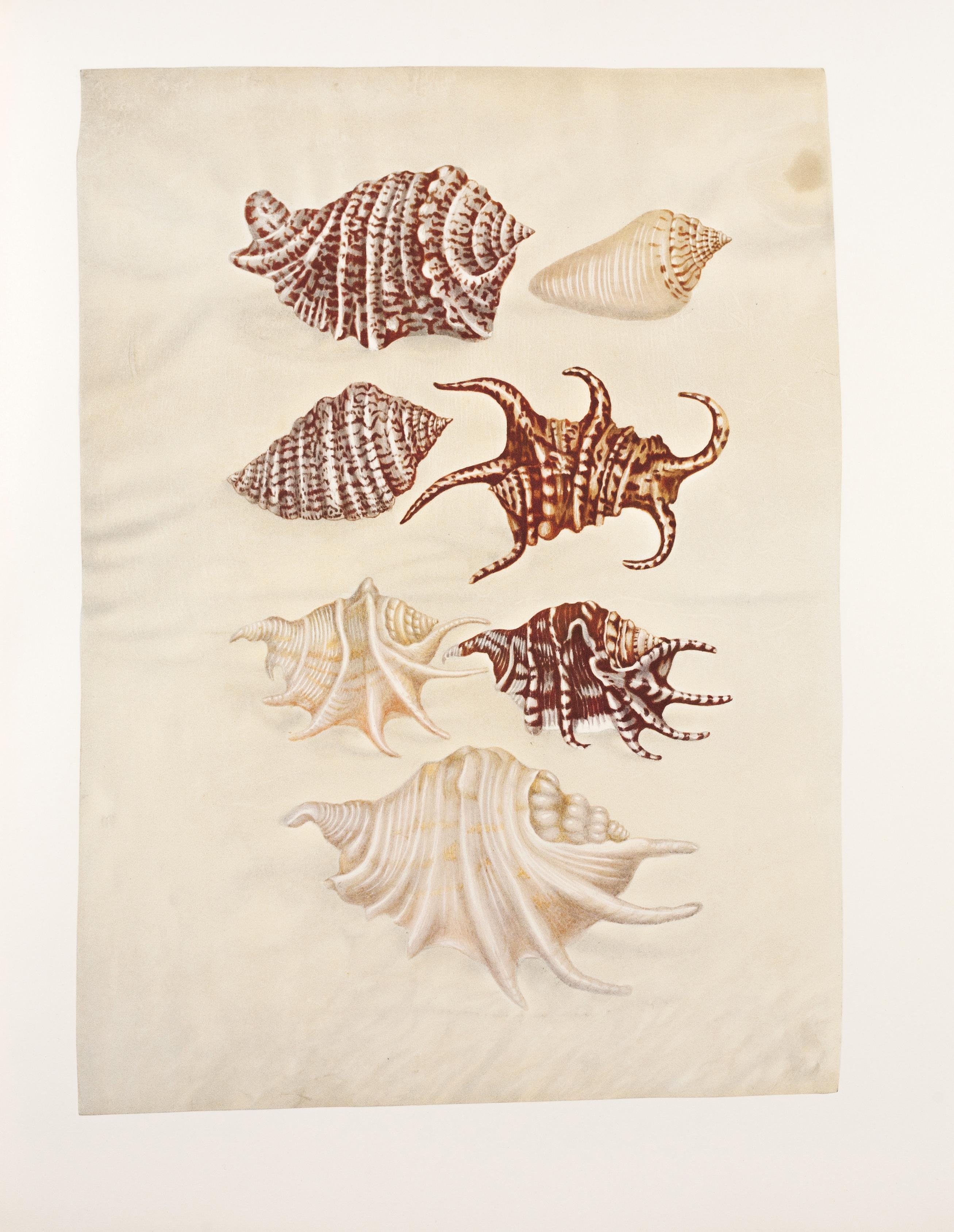 19. Spider conches - Print by Maria Sybilla Merian