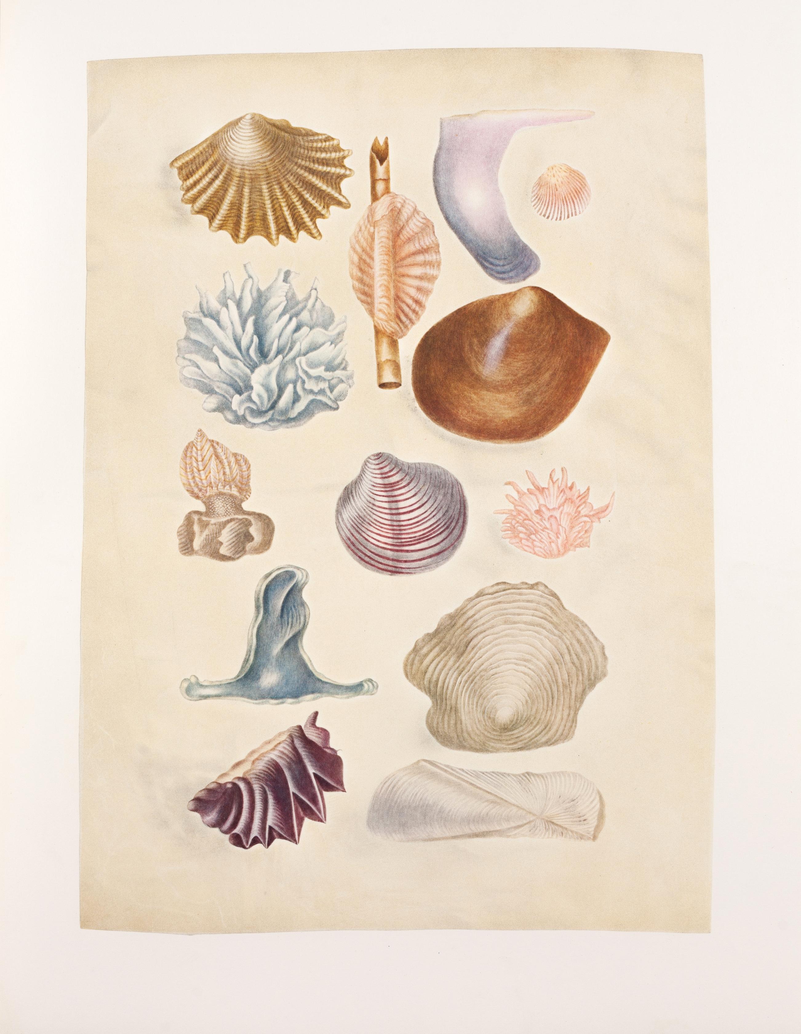 20. Curious shells - Print by Maria Sybilla Merian