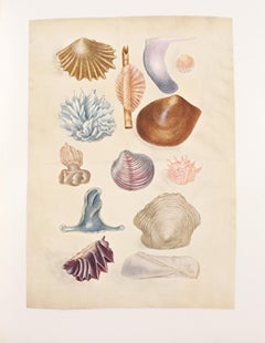 Antique 20. Curious shells