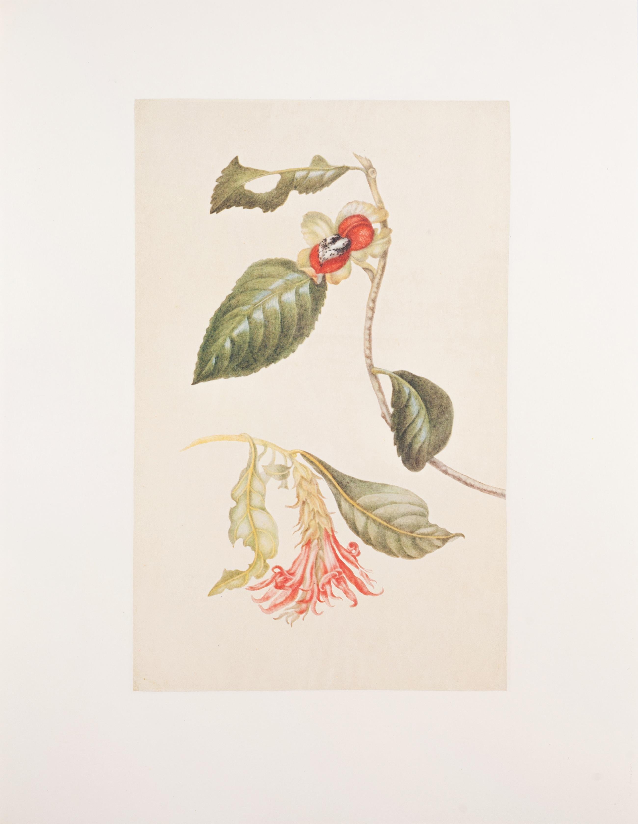 25. Sprühfarbe mit Blumen, nicht eindeutig identifizierbar  – Print von Maria Sybilla Merian