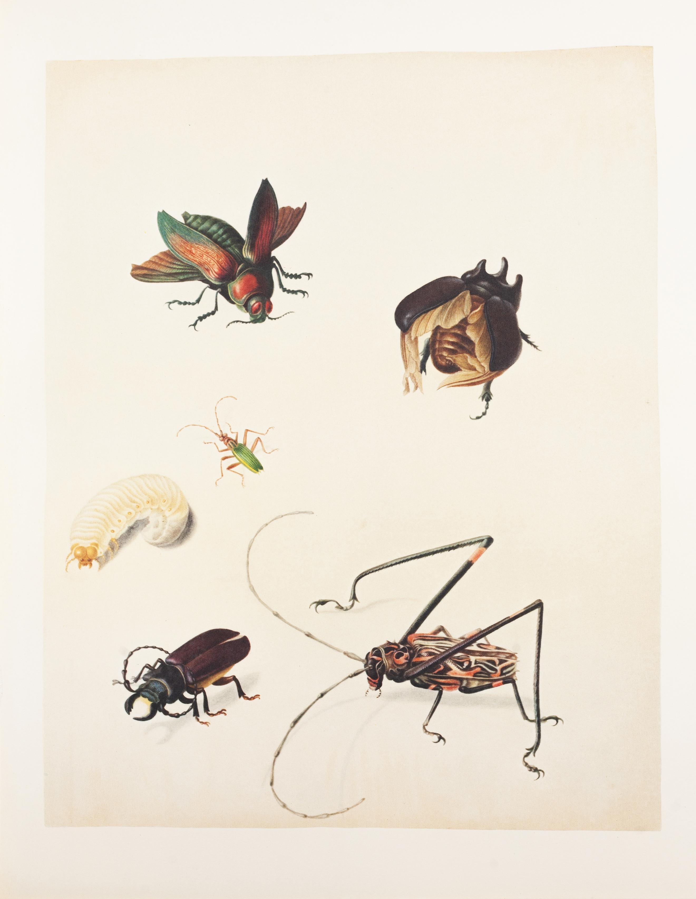27. Metallic beetle, Lunar-headed dung-beetle, Capricorn beetle, Harlequin beet - Print by Maria Sybilla Merian