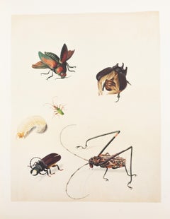 27. Metallic beetle, Lunar-headed dung-beetle, Capricorn beetle, Harlequin beet