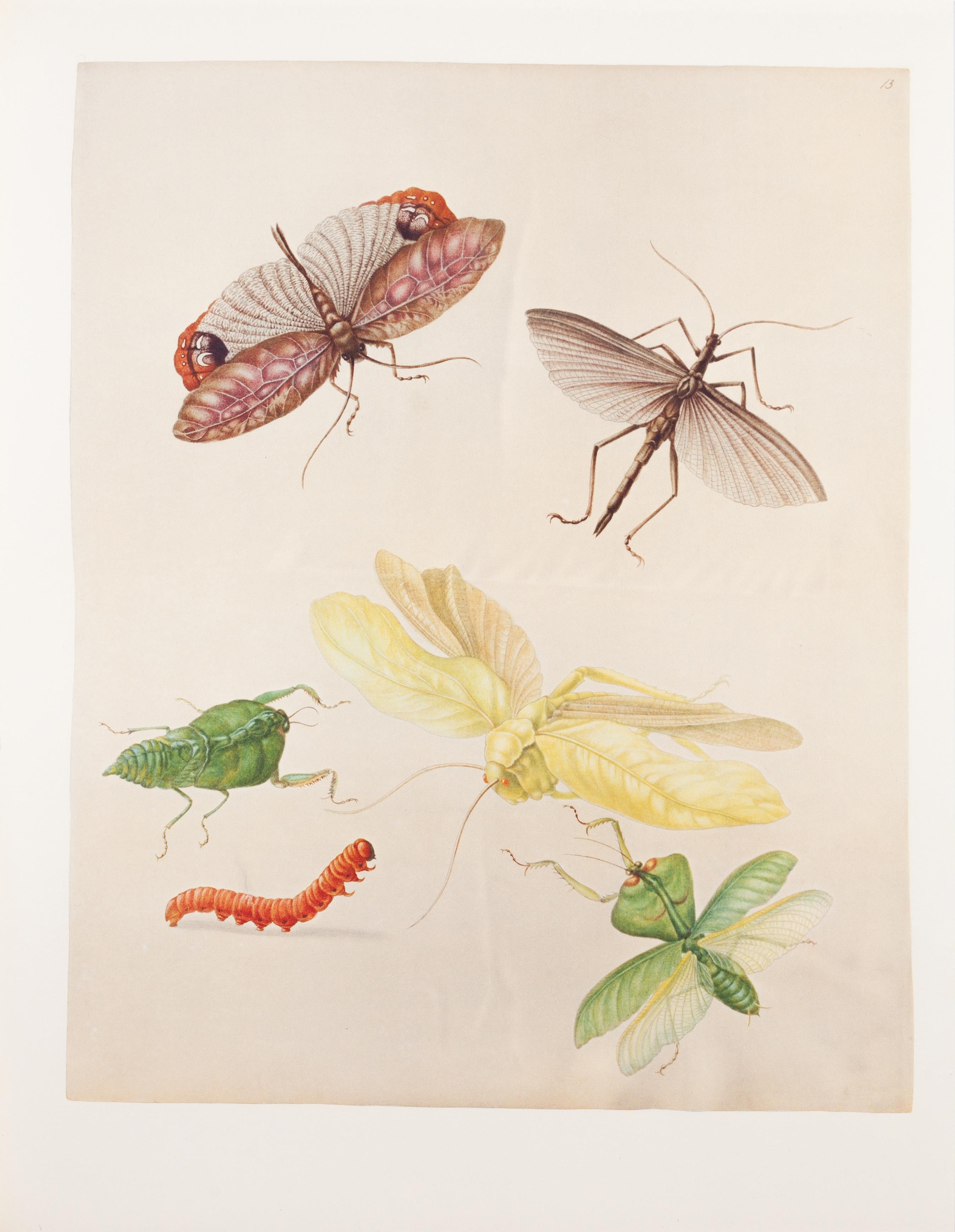 28. Saltatoria Mantis - Print by Maria Sybilla Merian