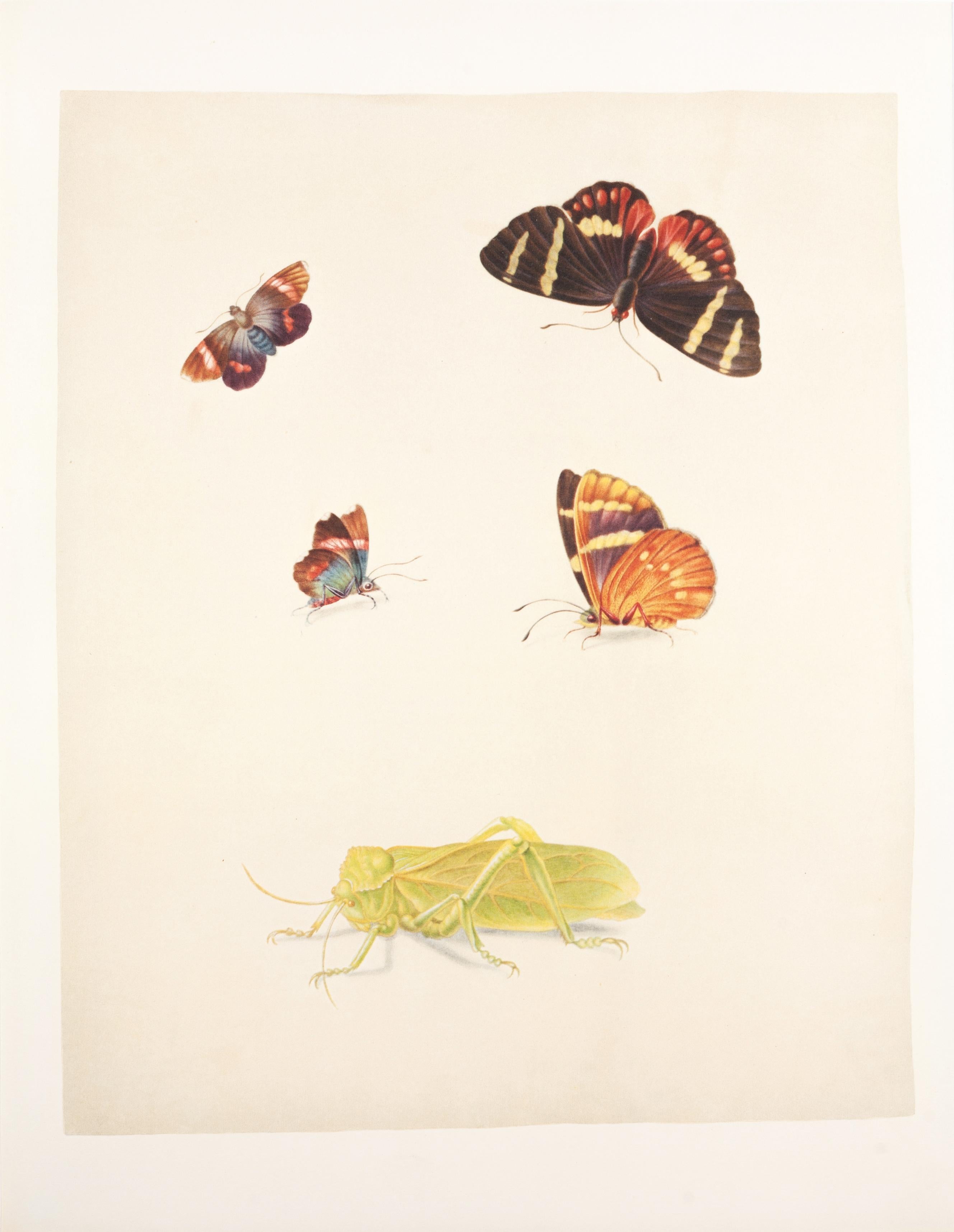 29. Arctian, Castnia, Steirodon thoracicm – Print von Maria Sybilla Merian