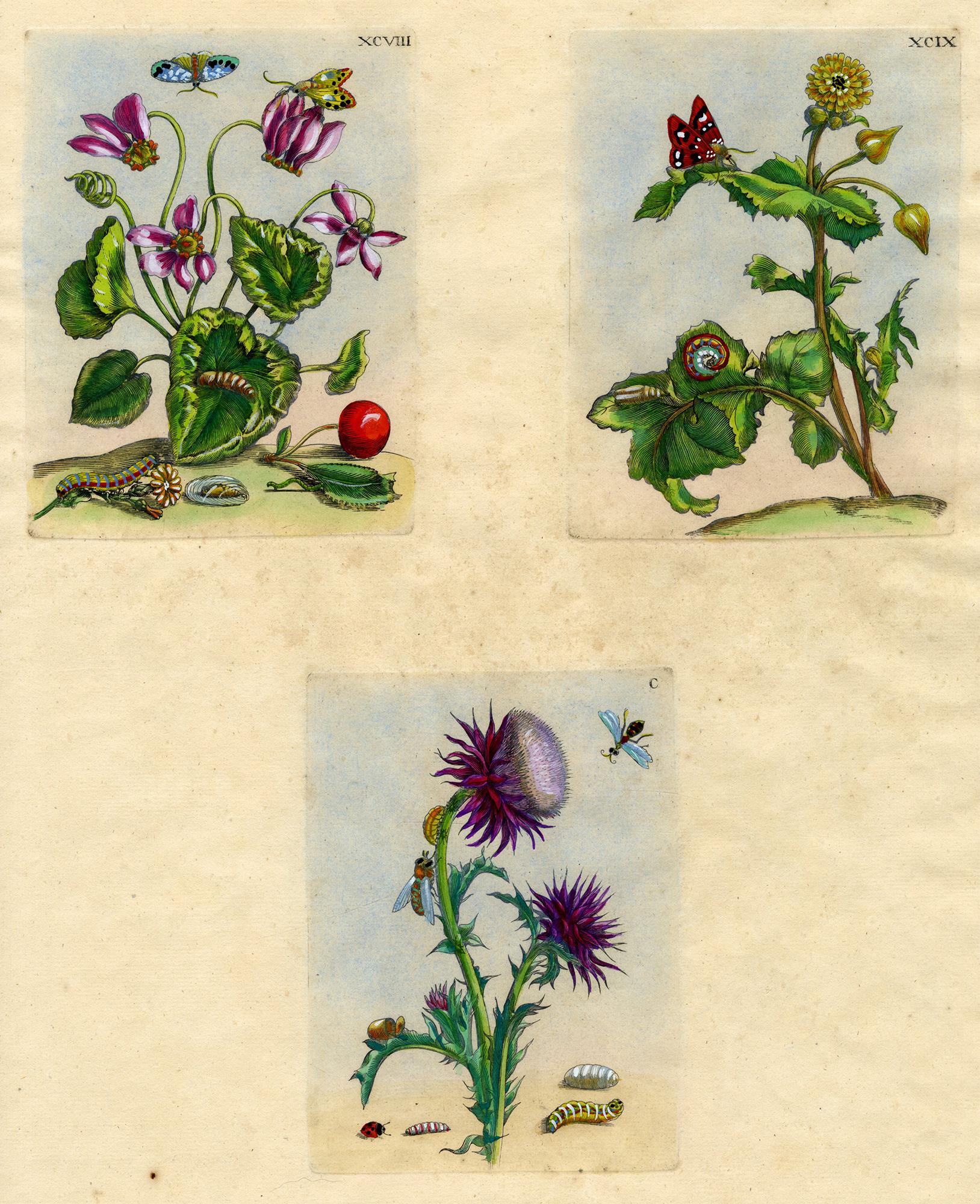 Maria Sybilla Merian Still-Life Print - 3 plates from The Wondrous Transformation of Caterpillars & their Strange Diet..