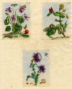 Antique 3 plates from The Wondrous Transformation of Caterpillars & their Strange Diet..