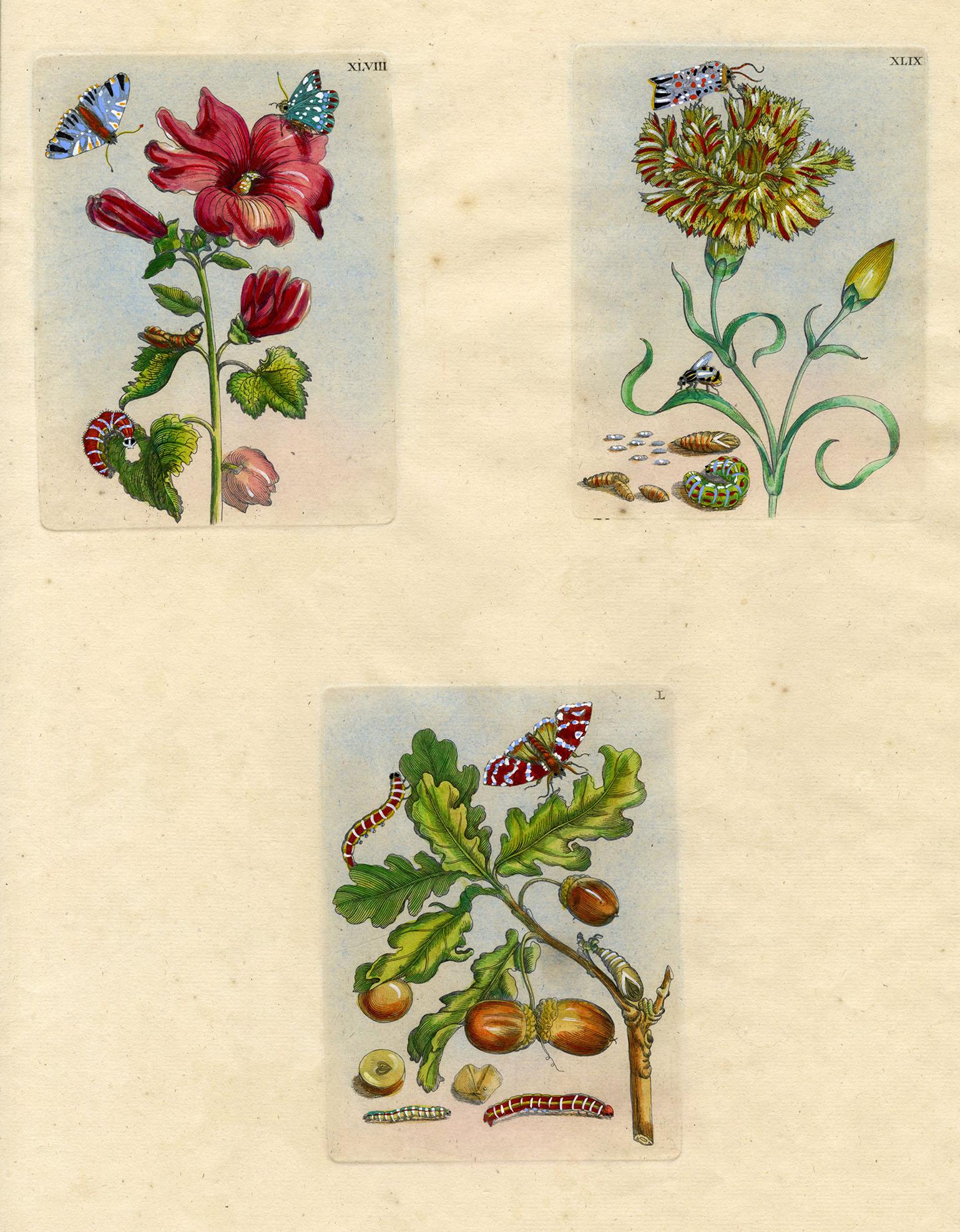 Maria Sybilla Merian Animal Print – 3 Tafeln aus The Wondrous Transformation of Caterpillars & their Strange Diet.