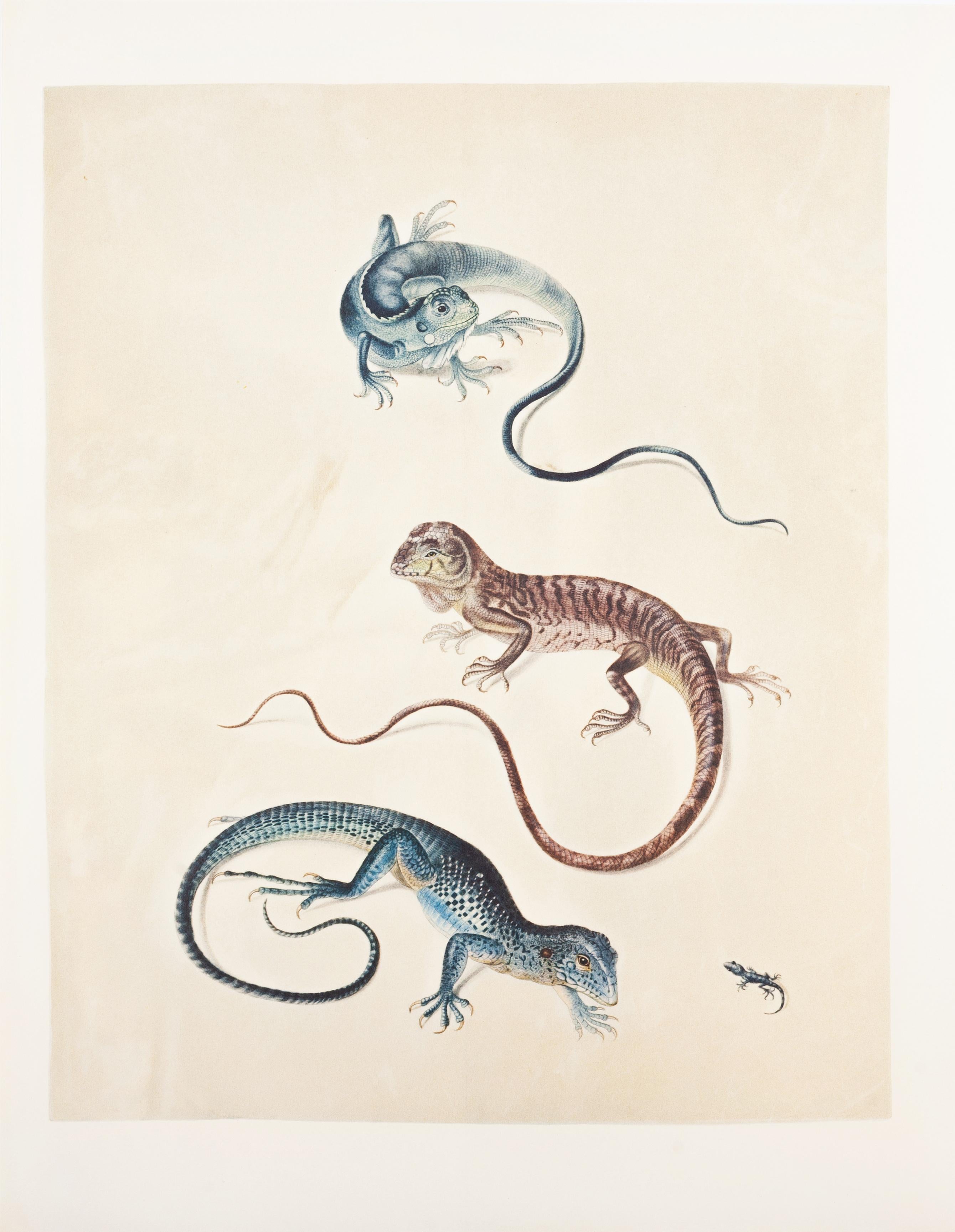 31. Keel-tail iguana, Holbrookia spec., Surinam ameiva, Gecko - Print by Maria Sybilla Merian