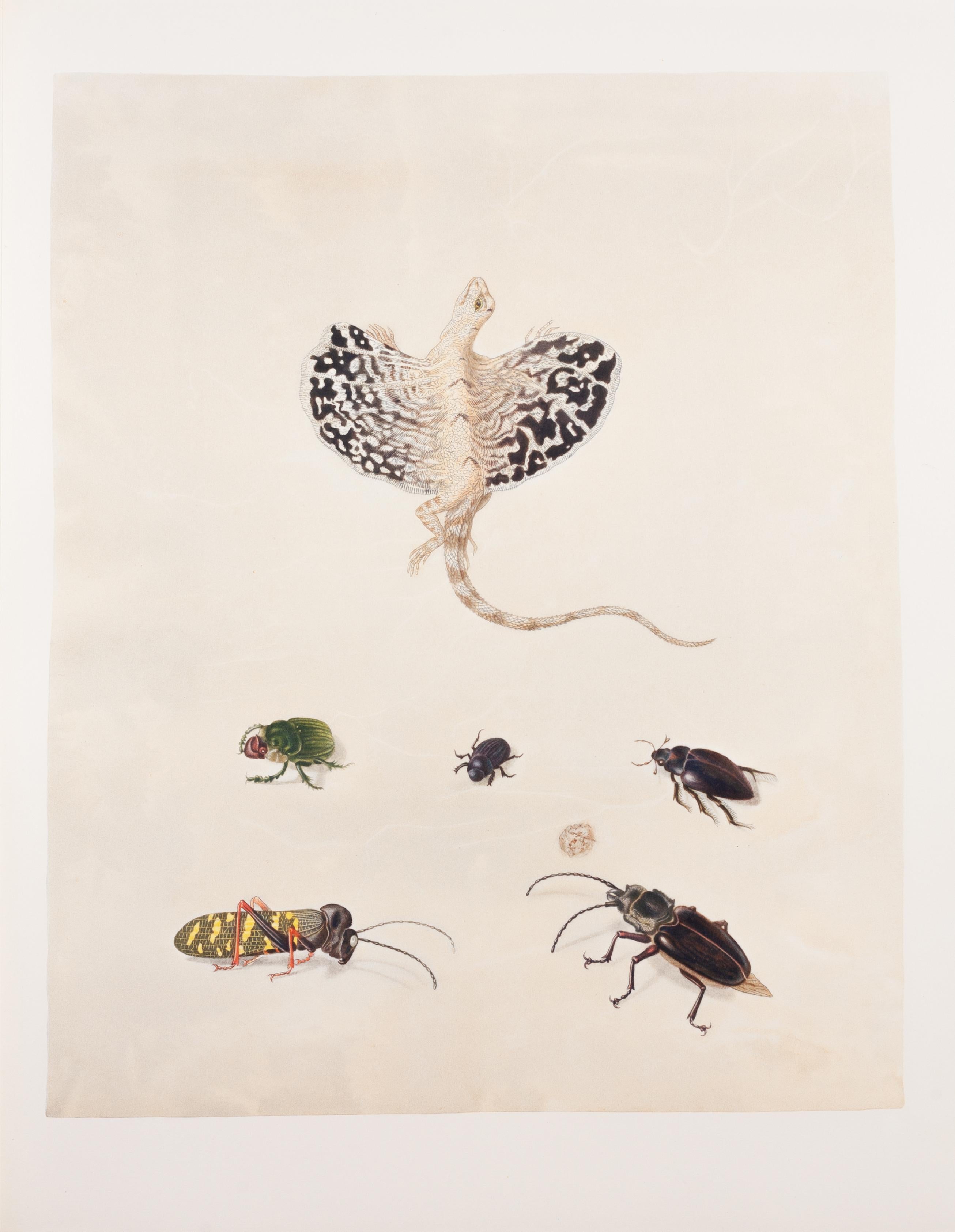 32. Shorthorned grasshopper, Dung beetle, Water scavenger beetle, Longhorned bee - Print by Maria Sybilla Merian